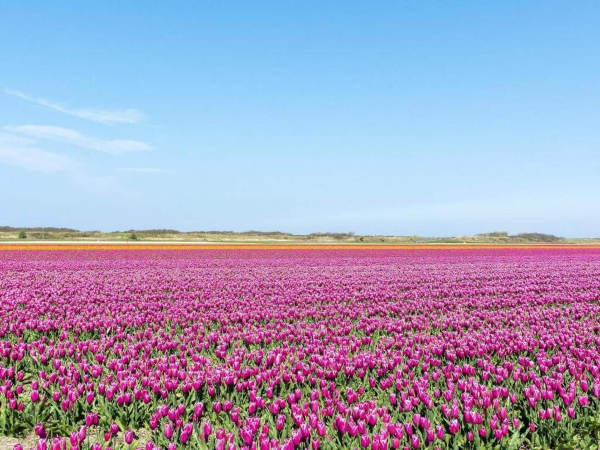 Zilte Bries in Callantsoog - Foto 21 van 35