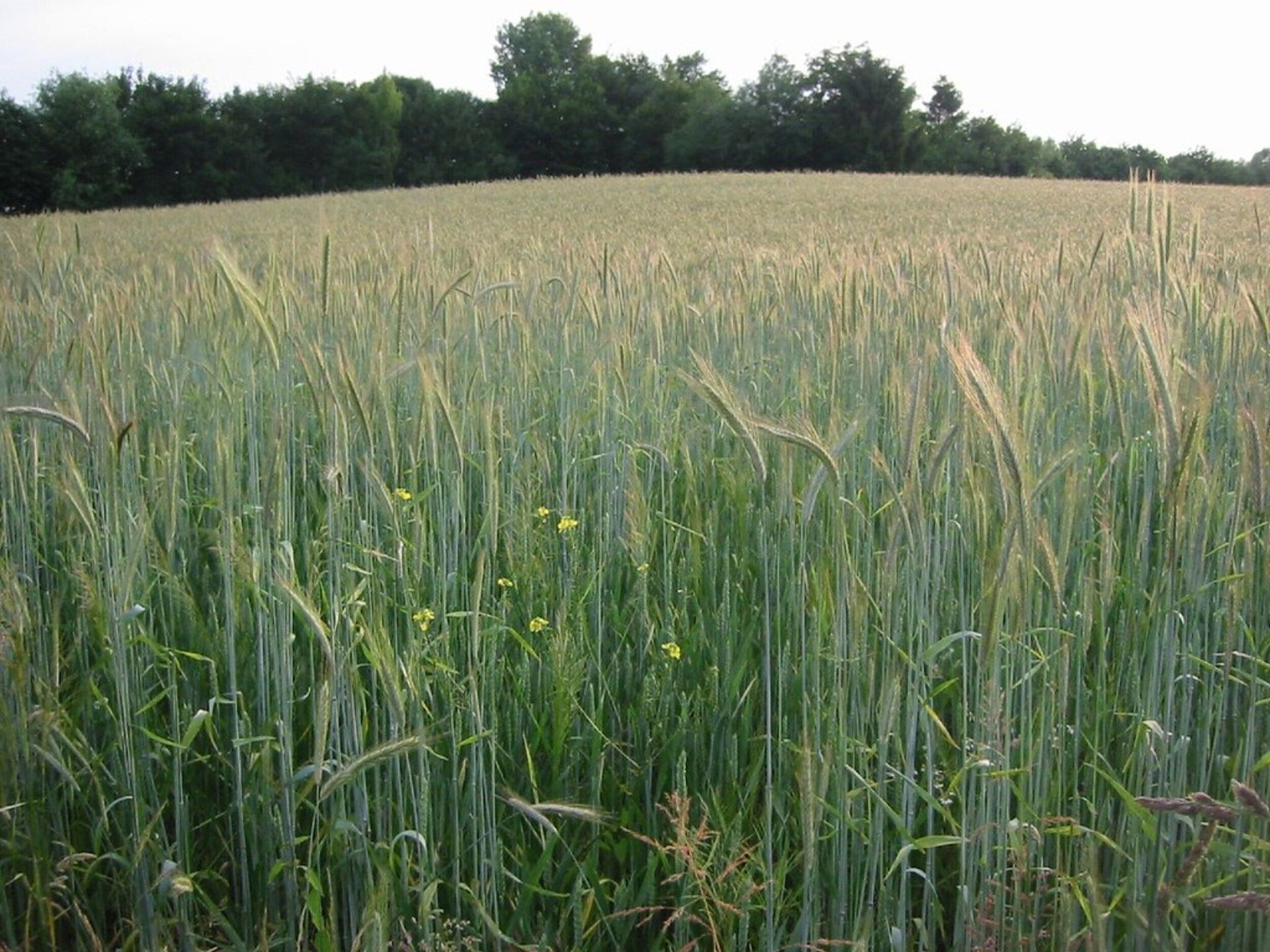 Resort Mooi Bemelen 9 in Bemelen - Foto 37 van 40