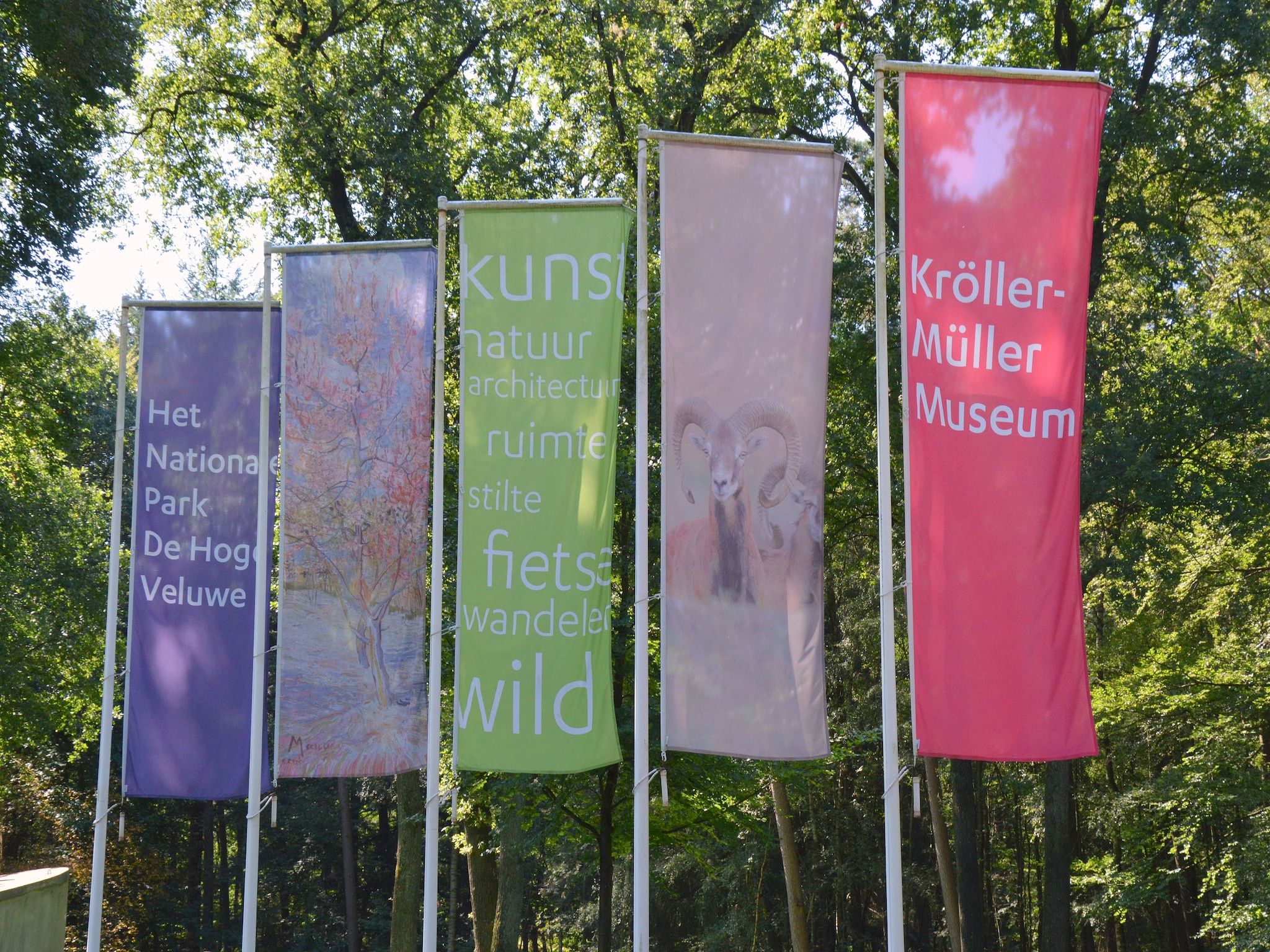 Veluwse Specht in Garderen - Foto 35 van 40