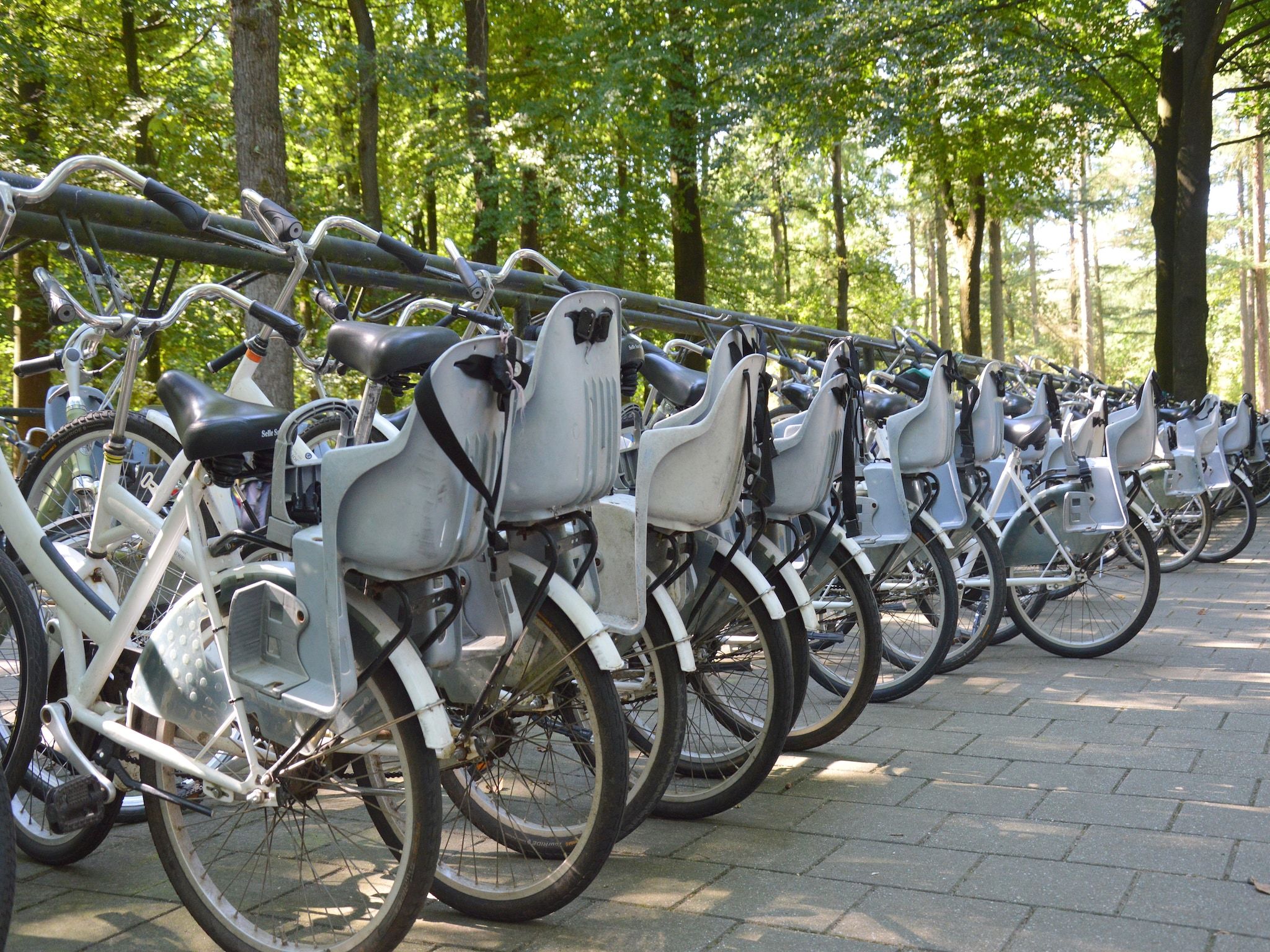 Veluwse Specht in Garderen - Foto 34 van 40