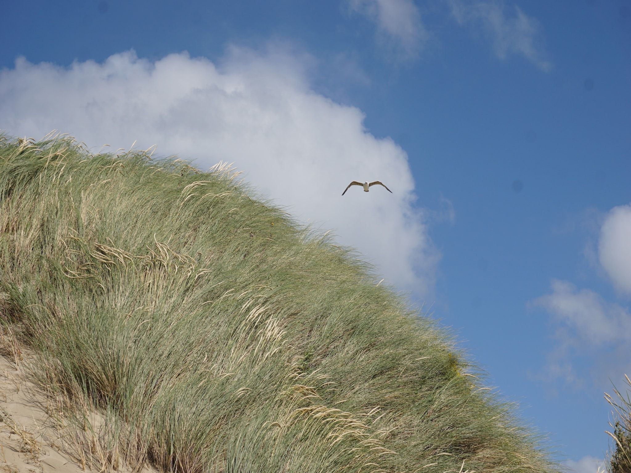 Sfeerbeeld van Sophiaboulevard 15 in Kamperland