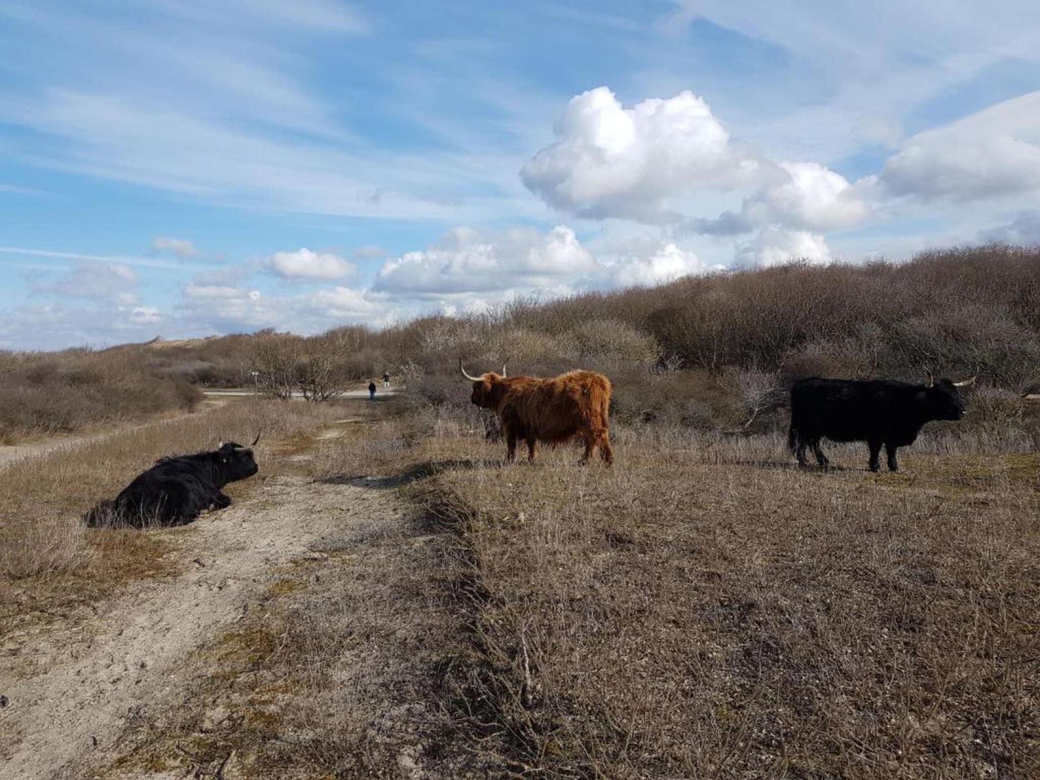De omgeving van Scheveningen Harbour 66 in Scheveningen
