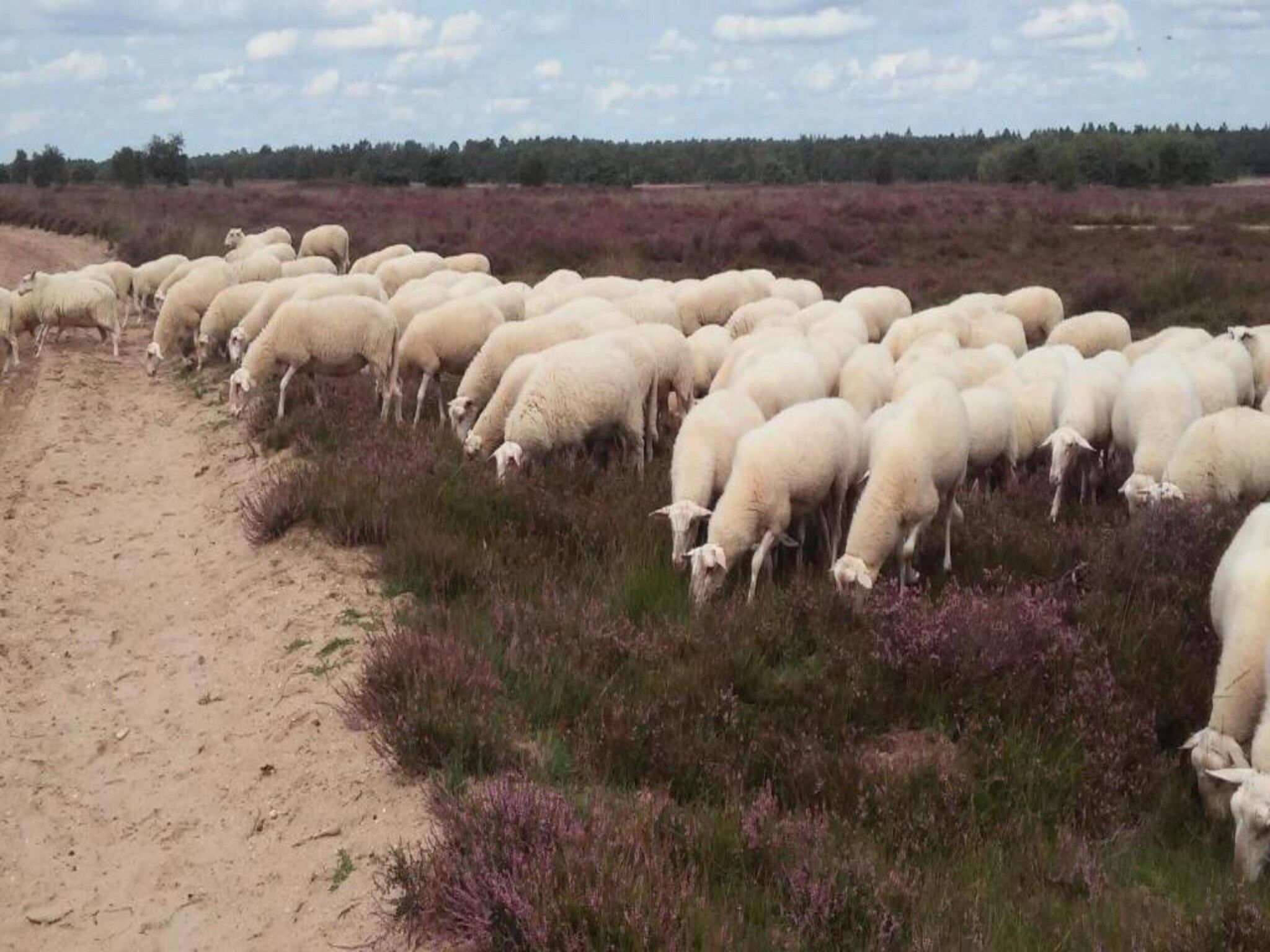 Recreatiepark de Boshoek 21 in Voorthuizen - Foto 39 van 40