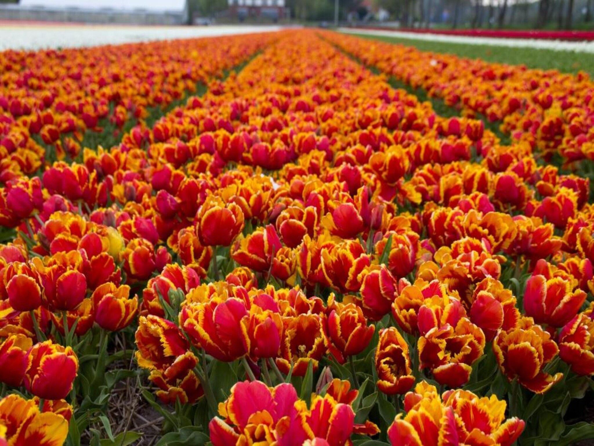 Strandpark Vlugtenburg 8 in 's-Gravenzande - Foto 24 van 33