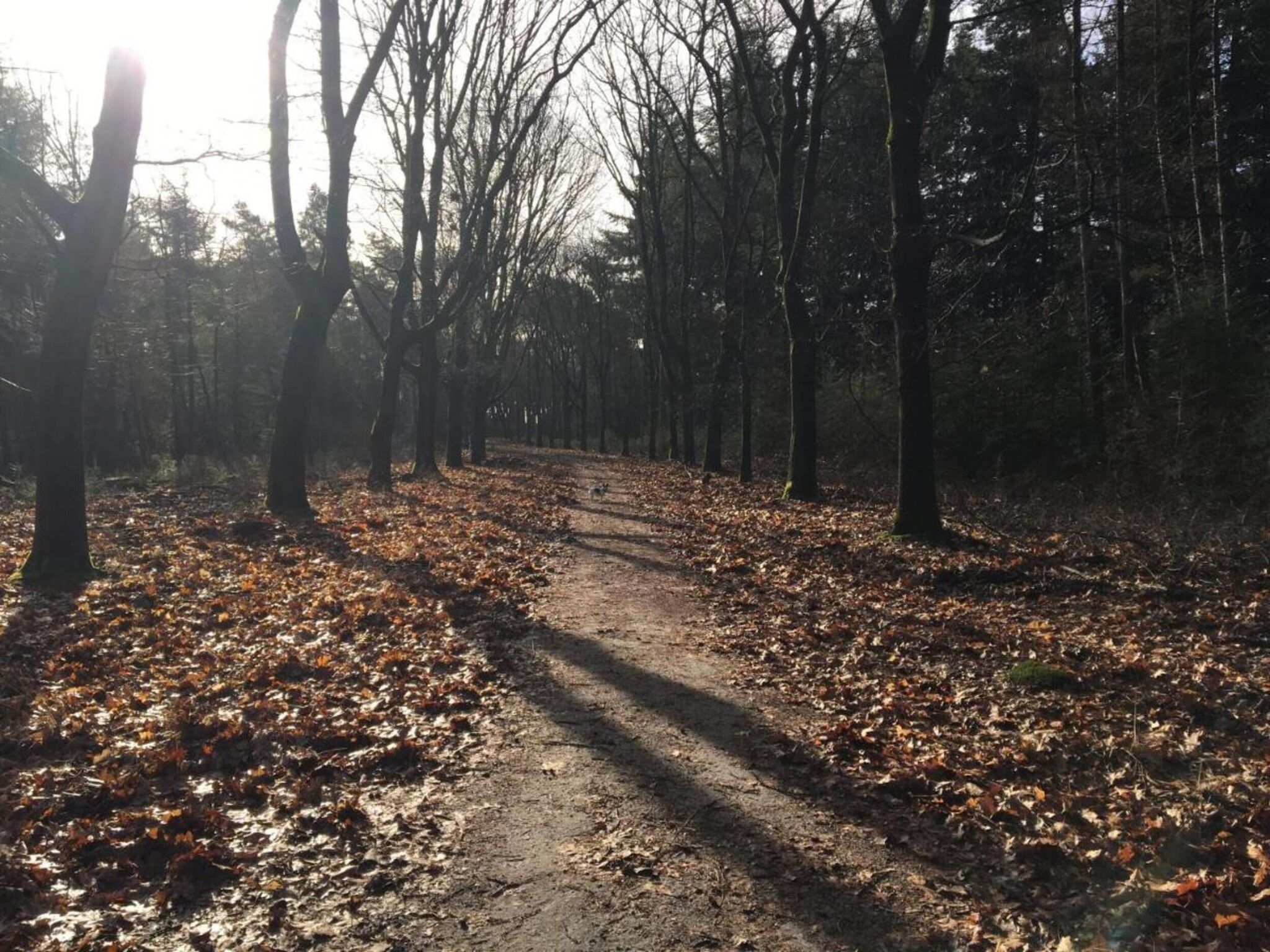 De omgeving van Dorpswoning In het Bos in Leende