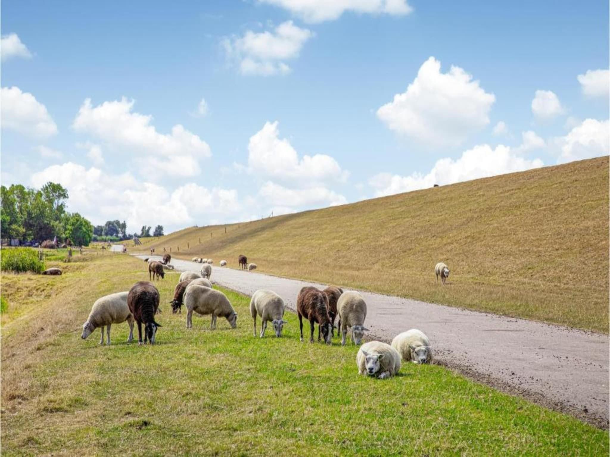 Recreatiepark Wiringherlant - Villa 18 in Hippolytushoef - Foto 39 van 40