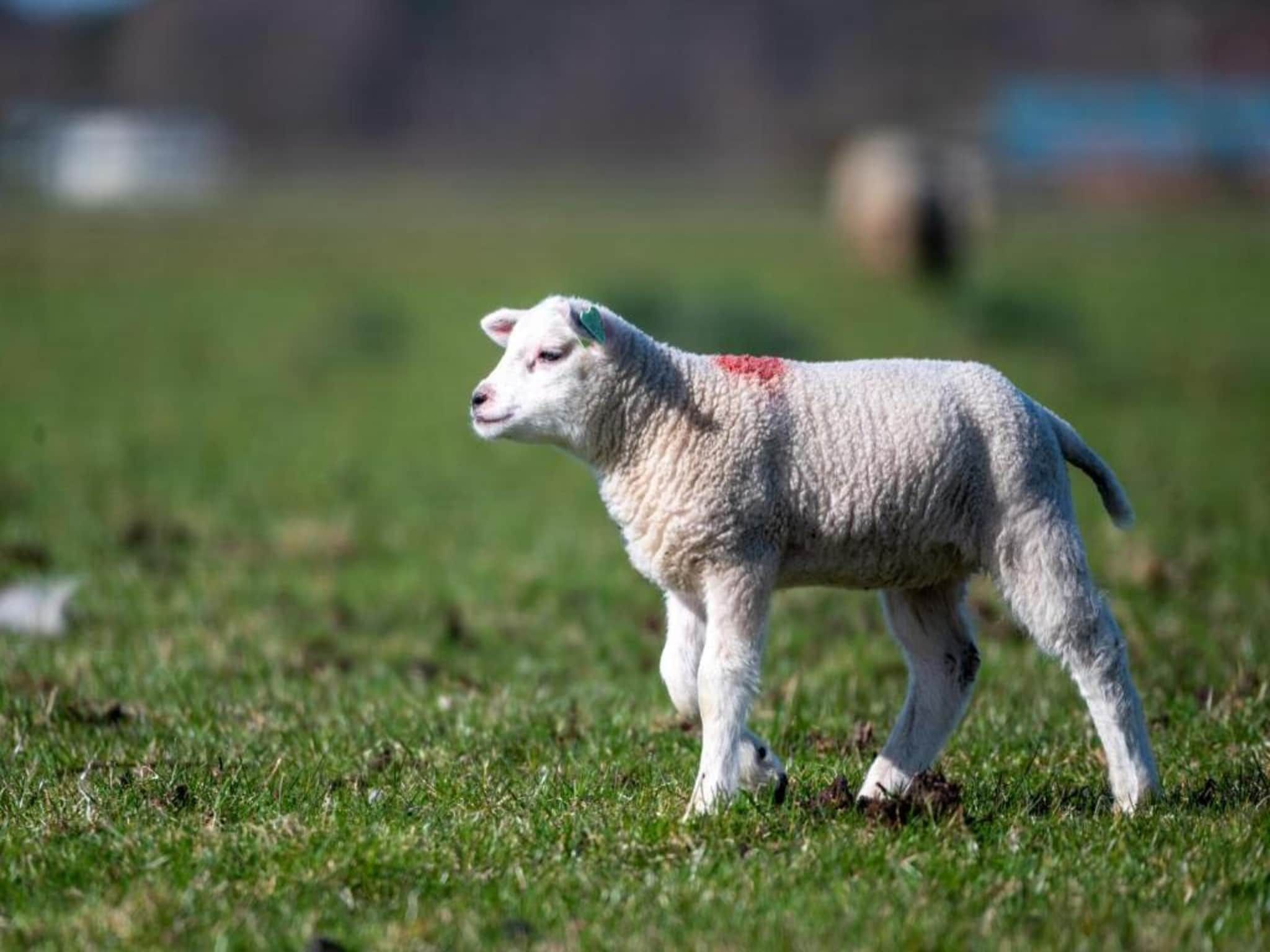 Bosch en Zee 3 in De Koog Texel - Foto 37 van 39