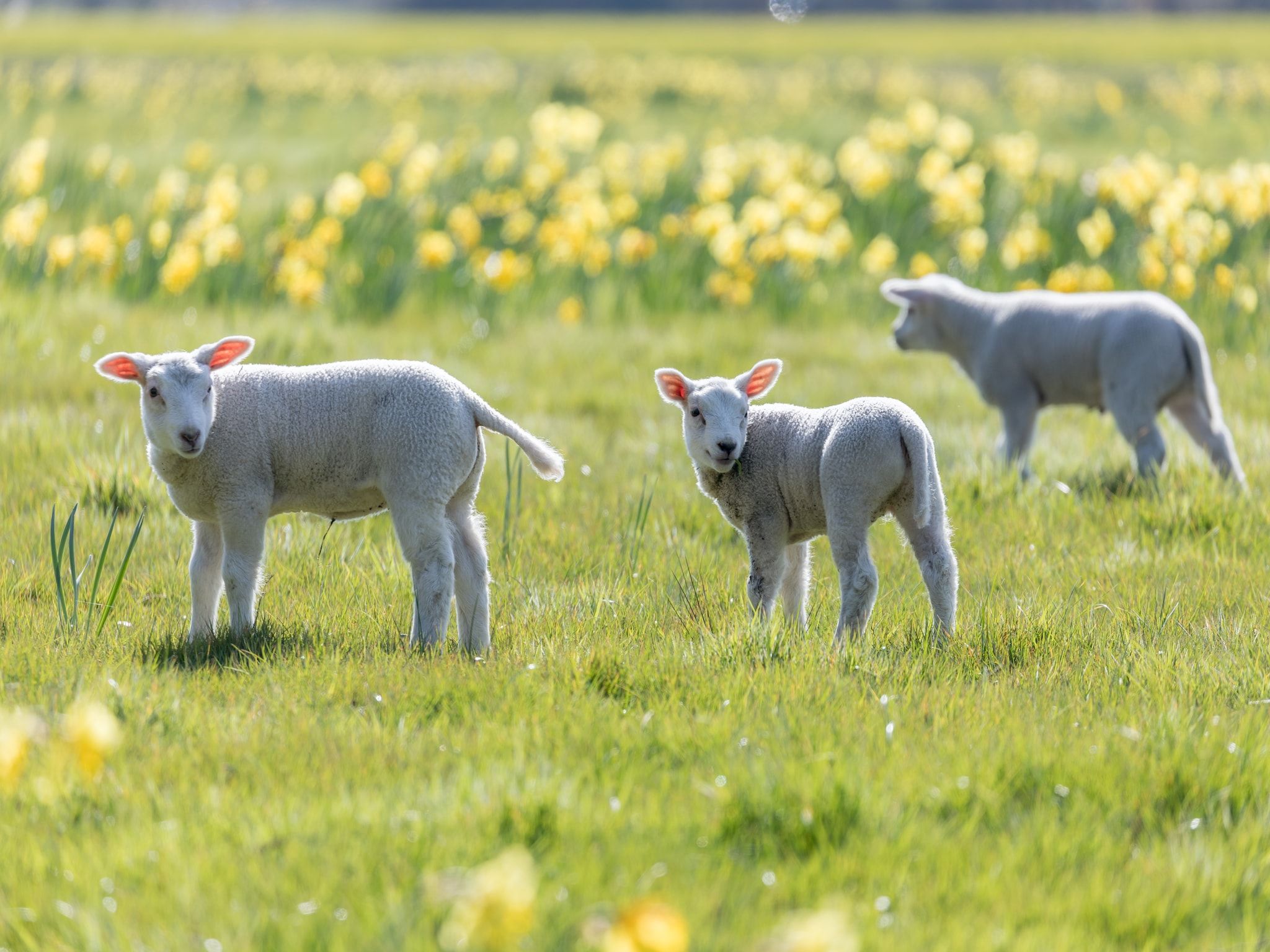 Bosch en Zee 1 in De Koog Texel - Foto 22 van 40
