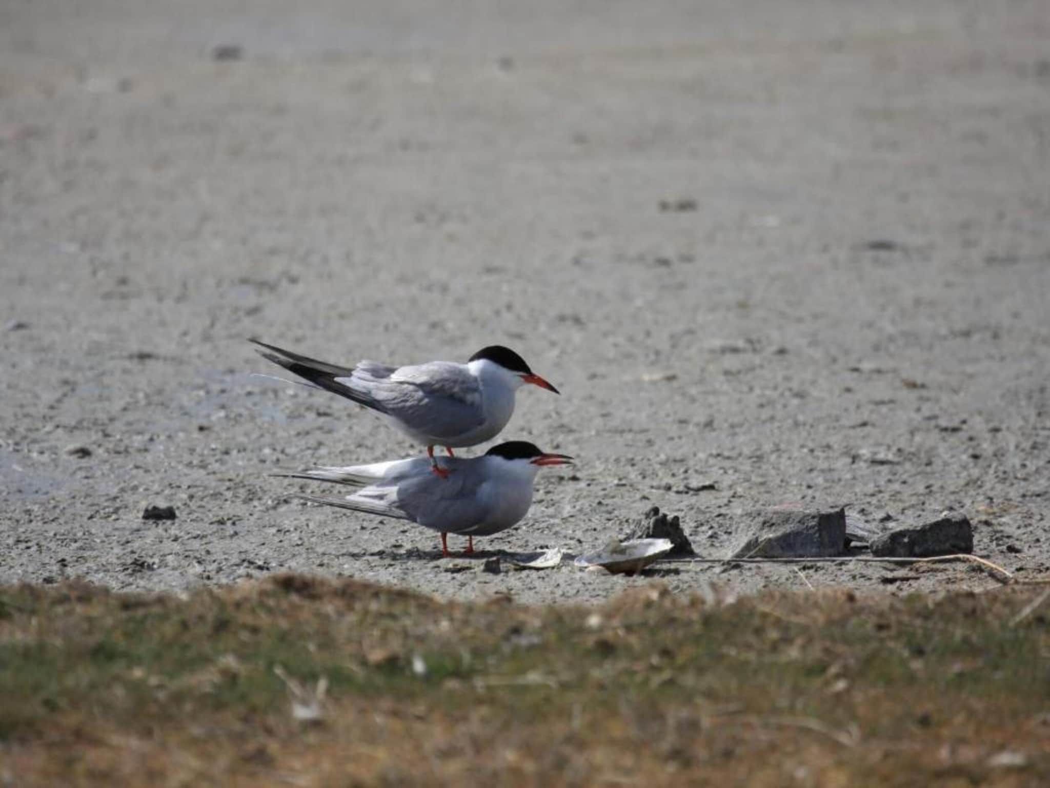 Bosch en Zee 1 in De Koog Texel - Foto 37 van 40