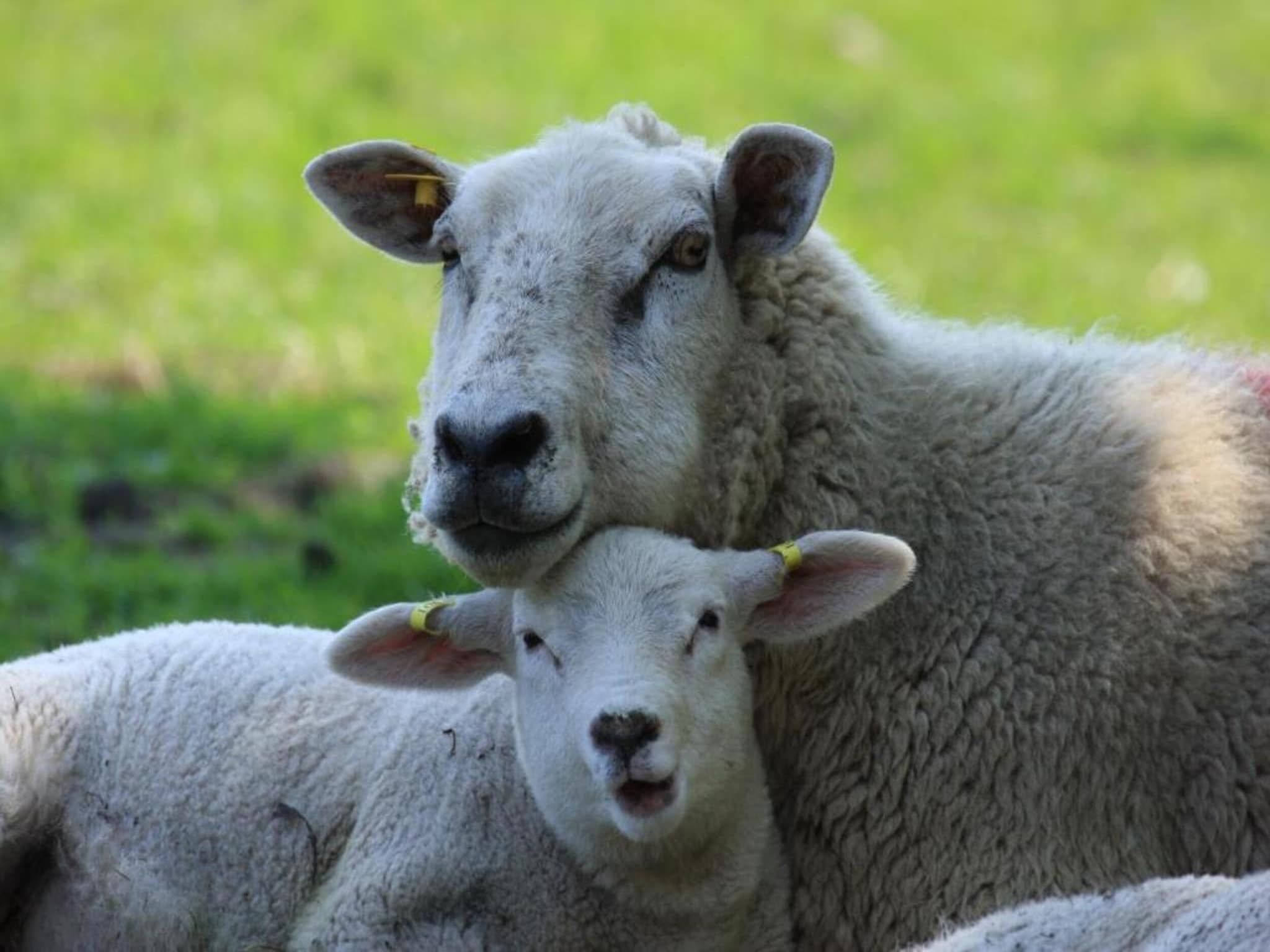 Bosch en Zee 1 in De Koog Texel - Foto 38 van 40