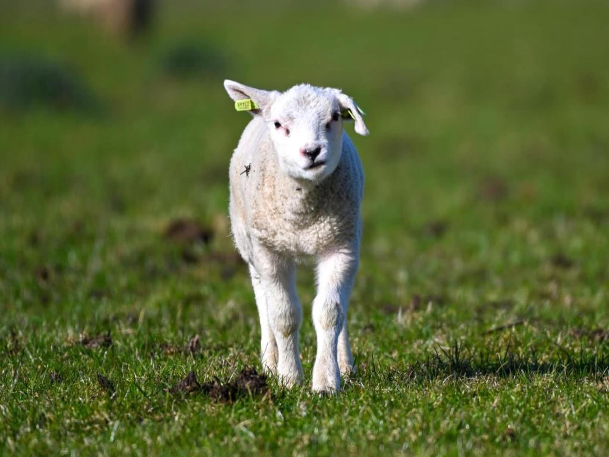 Bosch en Zee 1 in De Koog Texel - Foto 39 van 40
