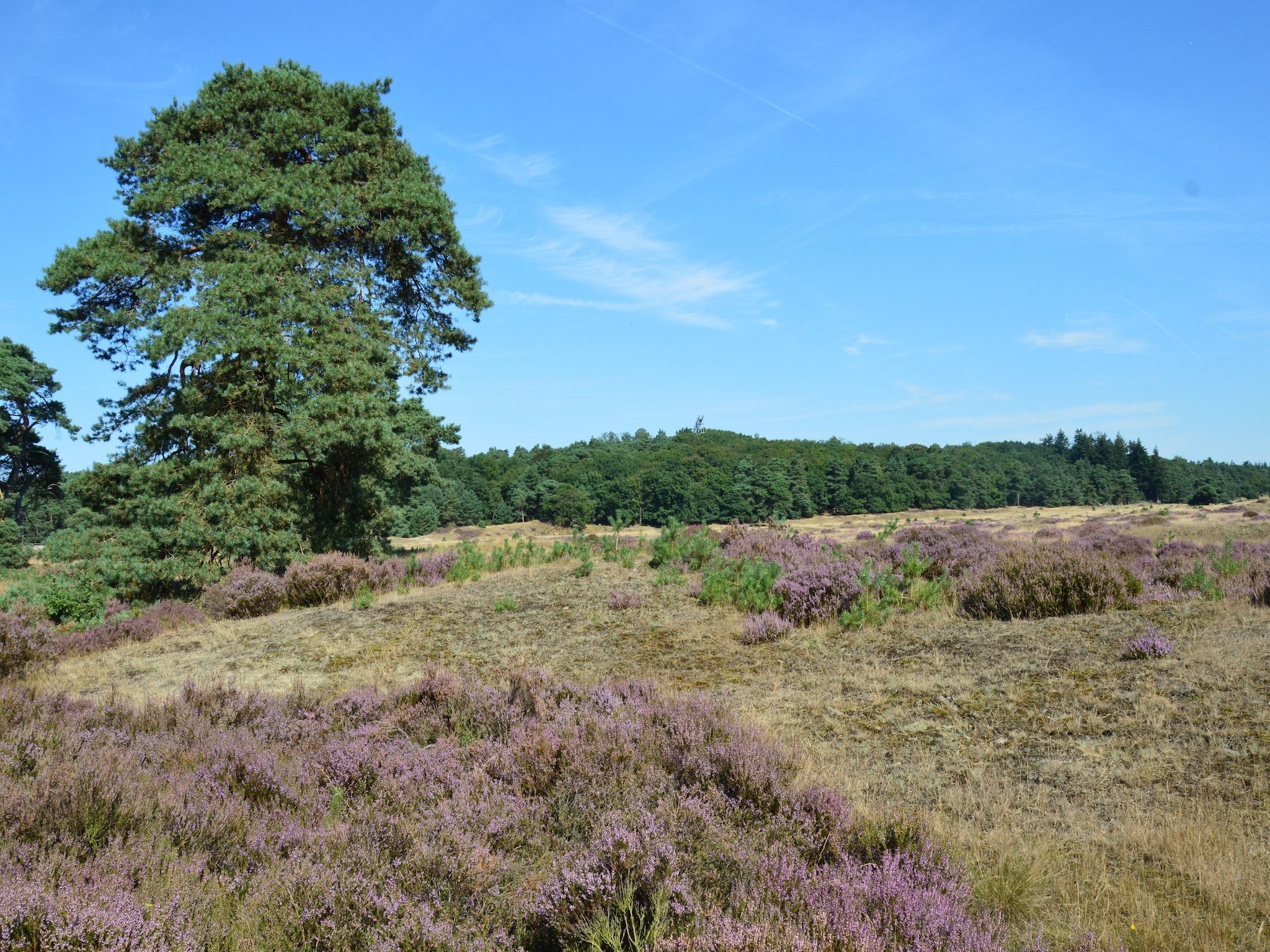 Reewold in Putten - Foto 32 van 40