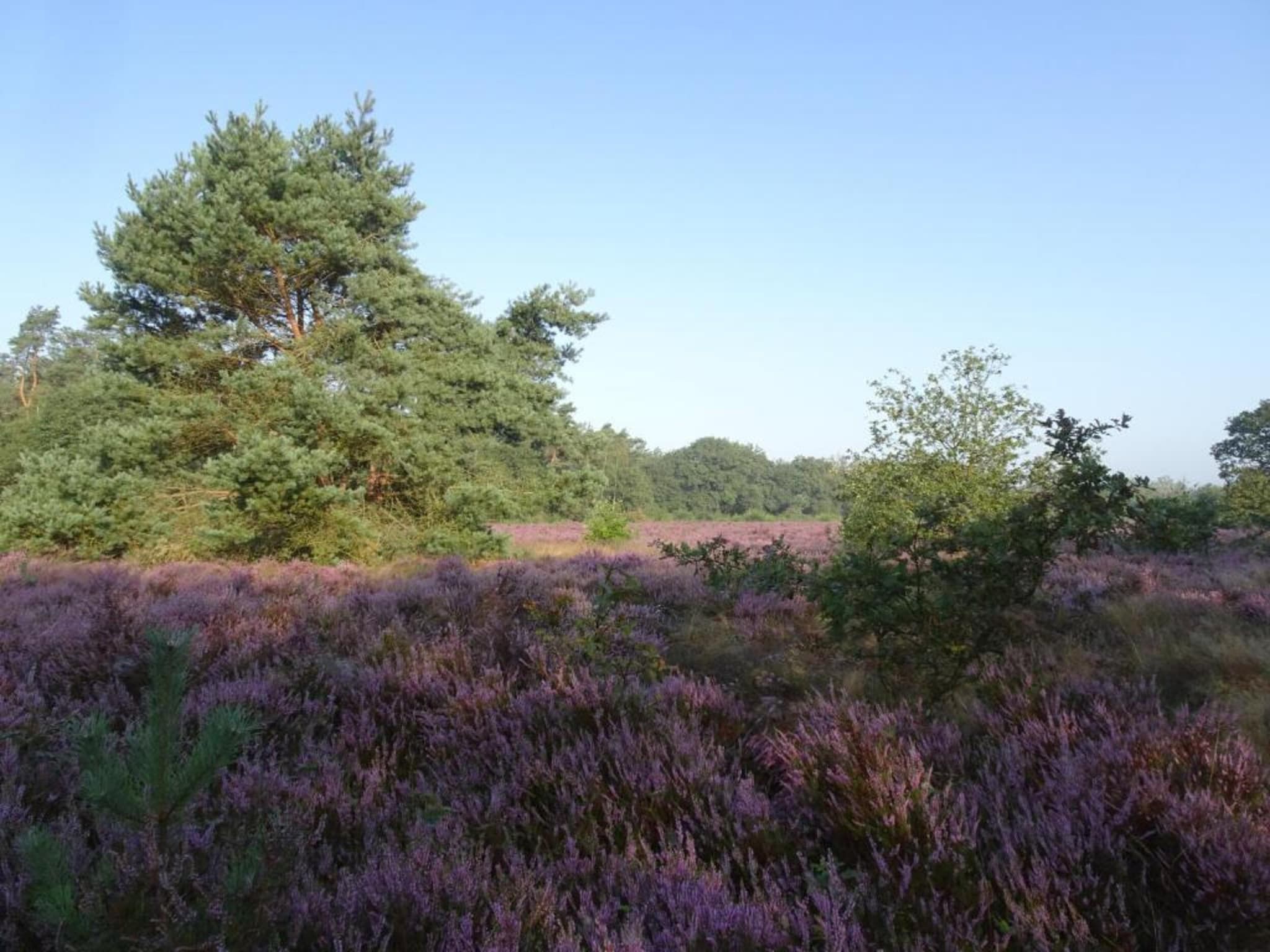 Reewold in Putten - Foto 33 van 40