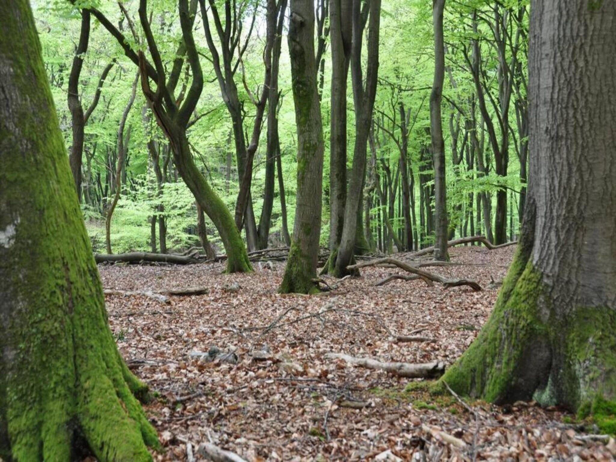 Reewold in Putten - Foto 30 van 40