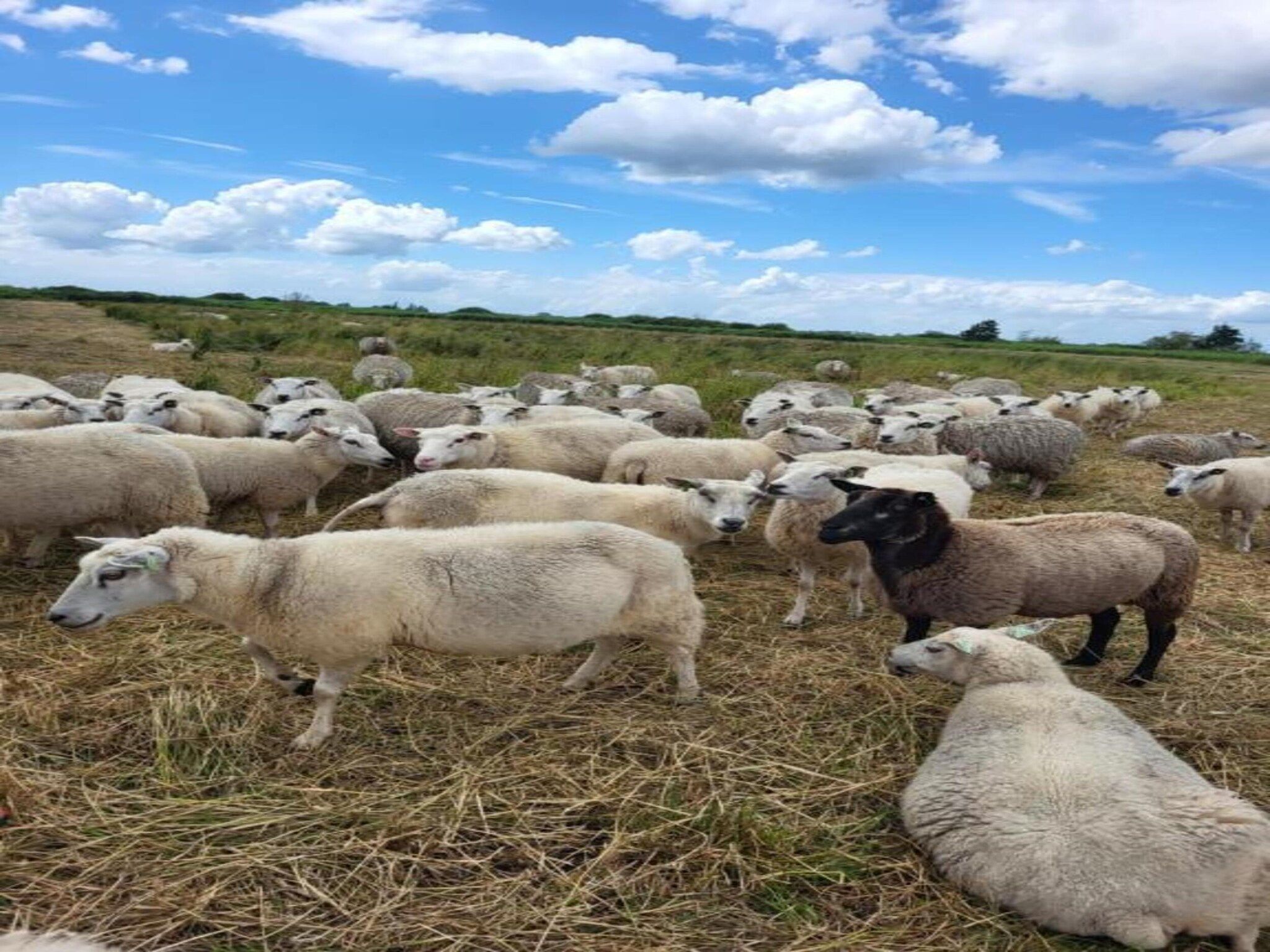 Aan de dwarsgracht in Giethoorn - Foto 40 van 40