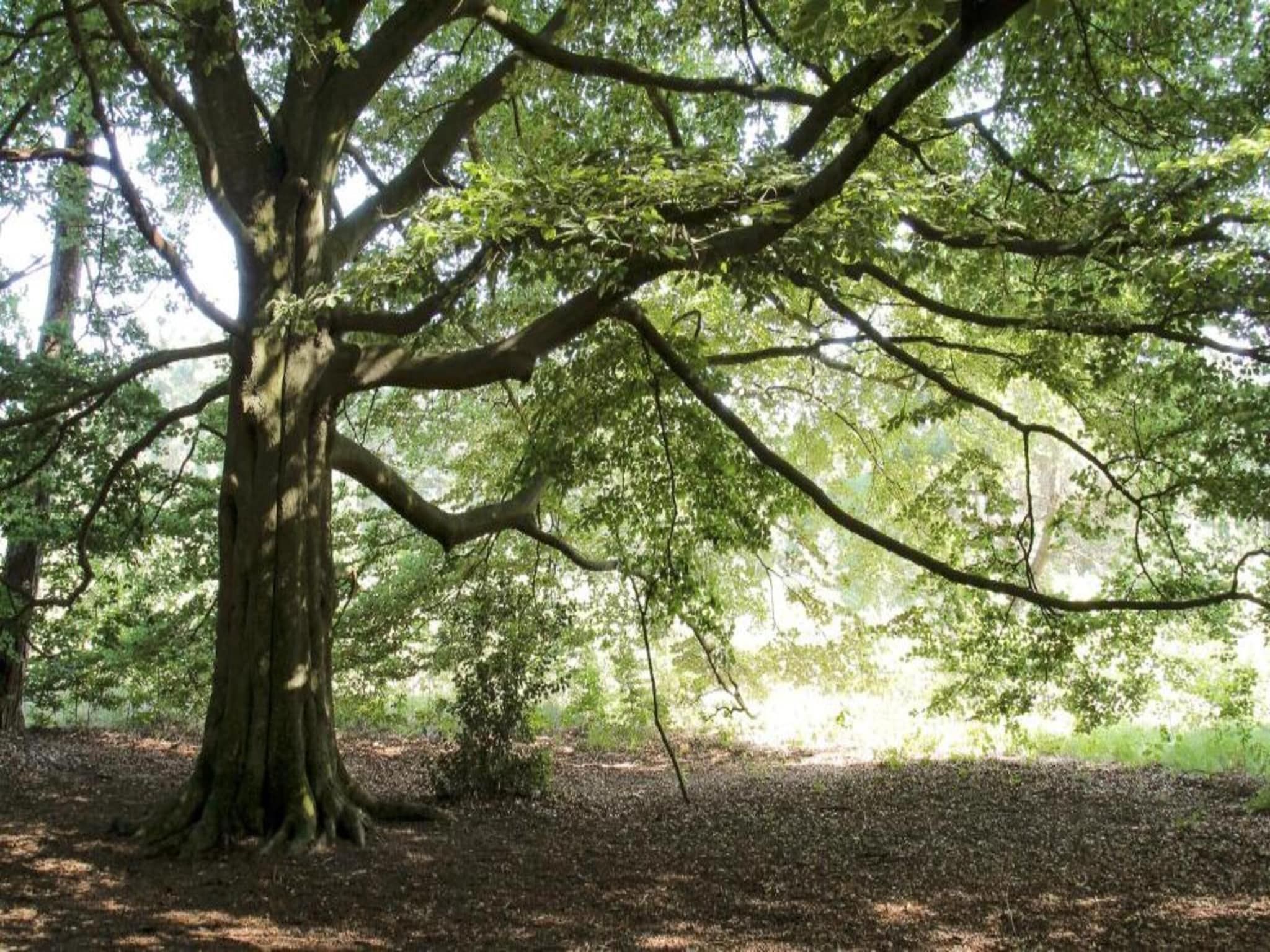 Bospark Markelo 3 in Markelo - Foto 22 van 40