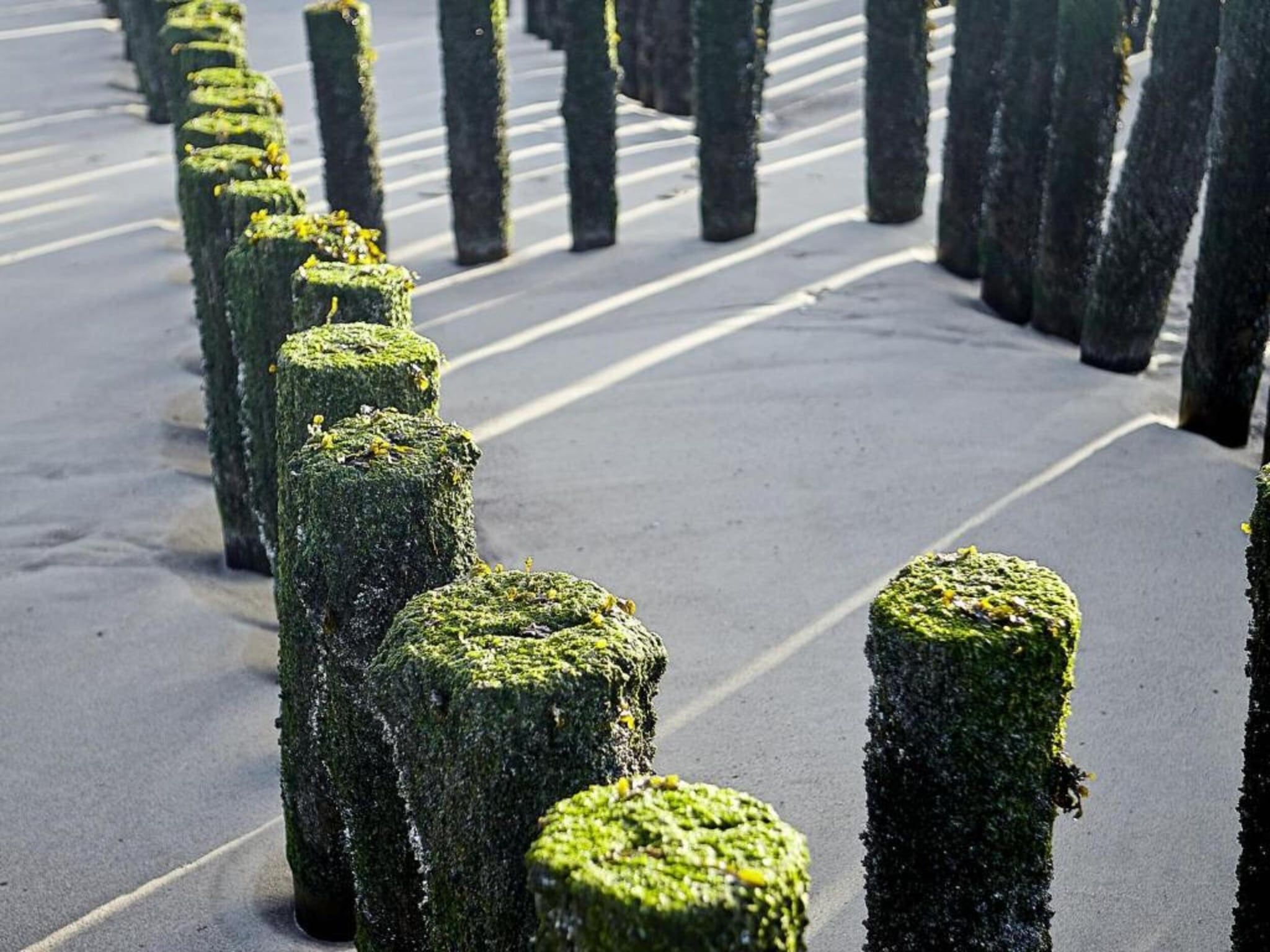 Beach Resort Nieuwvliet-Bad 7 in Nieuwvliet-Bad - Foto 25 van 40