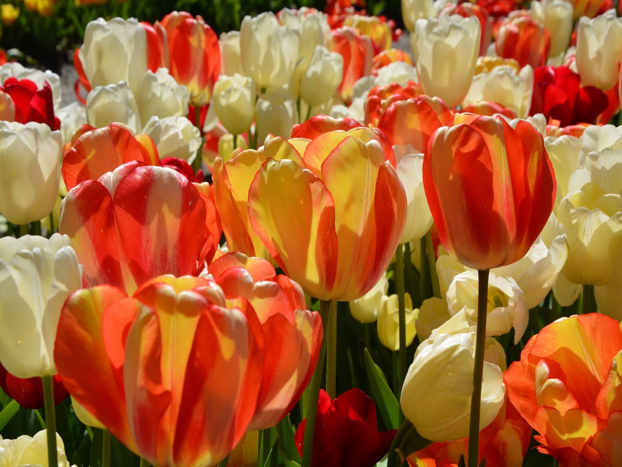 De omgeving van Noordzee in Noordwijk