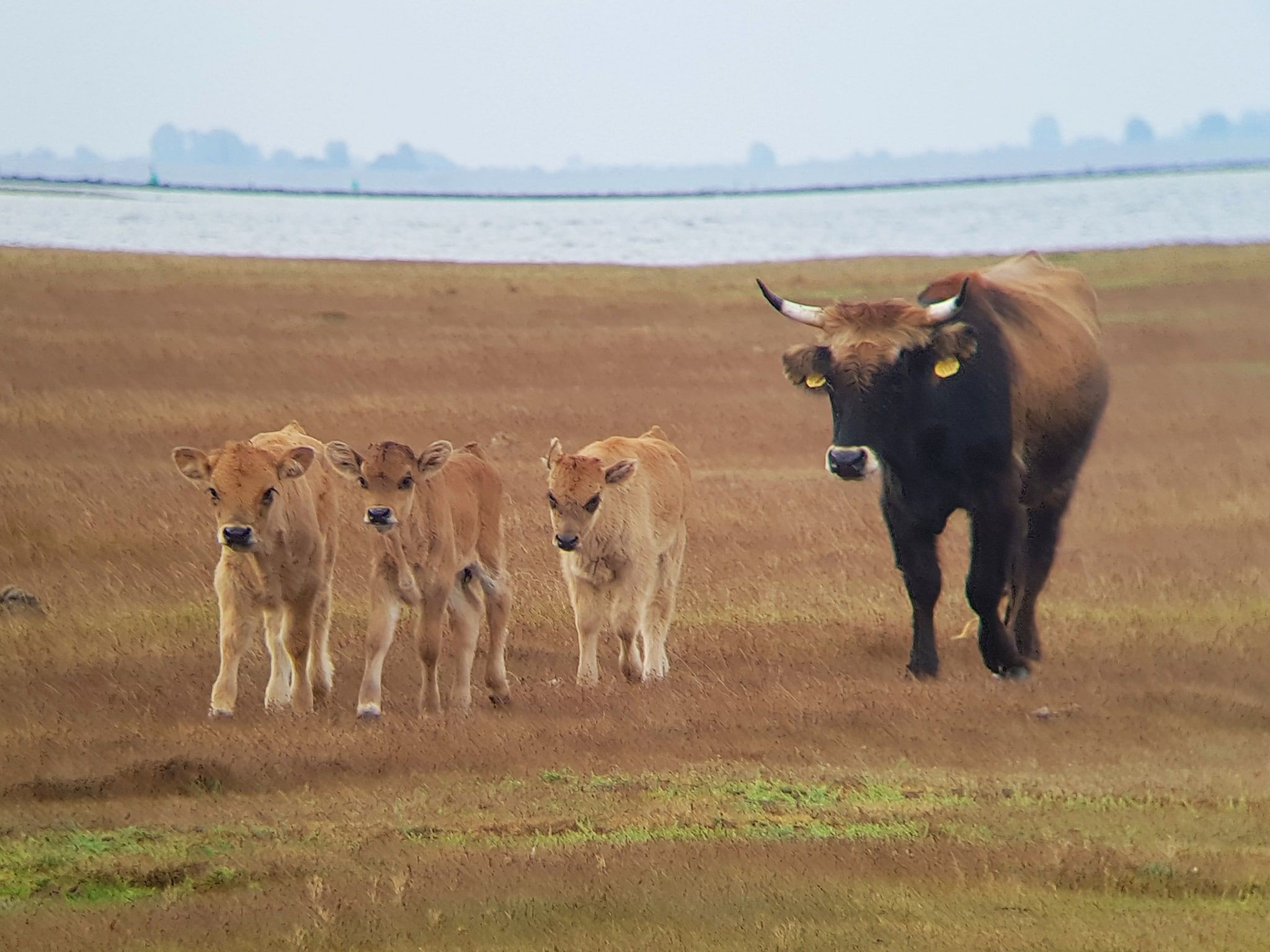 Vakantiepark Zeedijk 1 in Herkingen - Foto 13 van 22