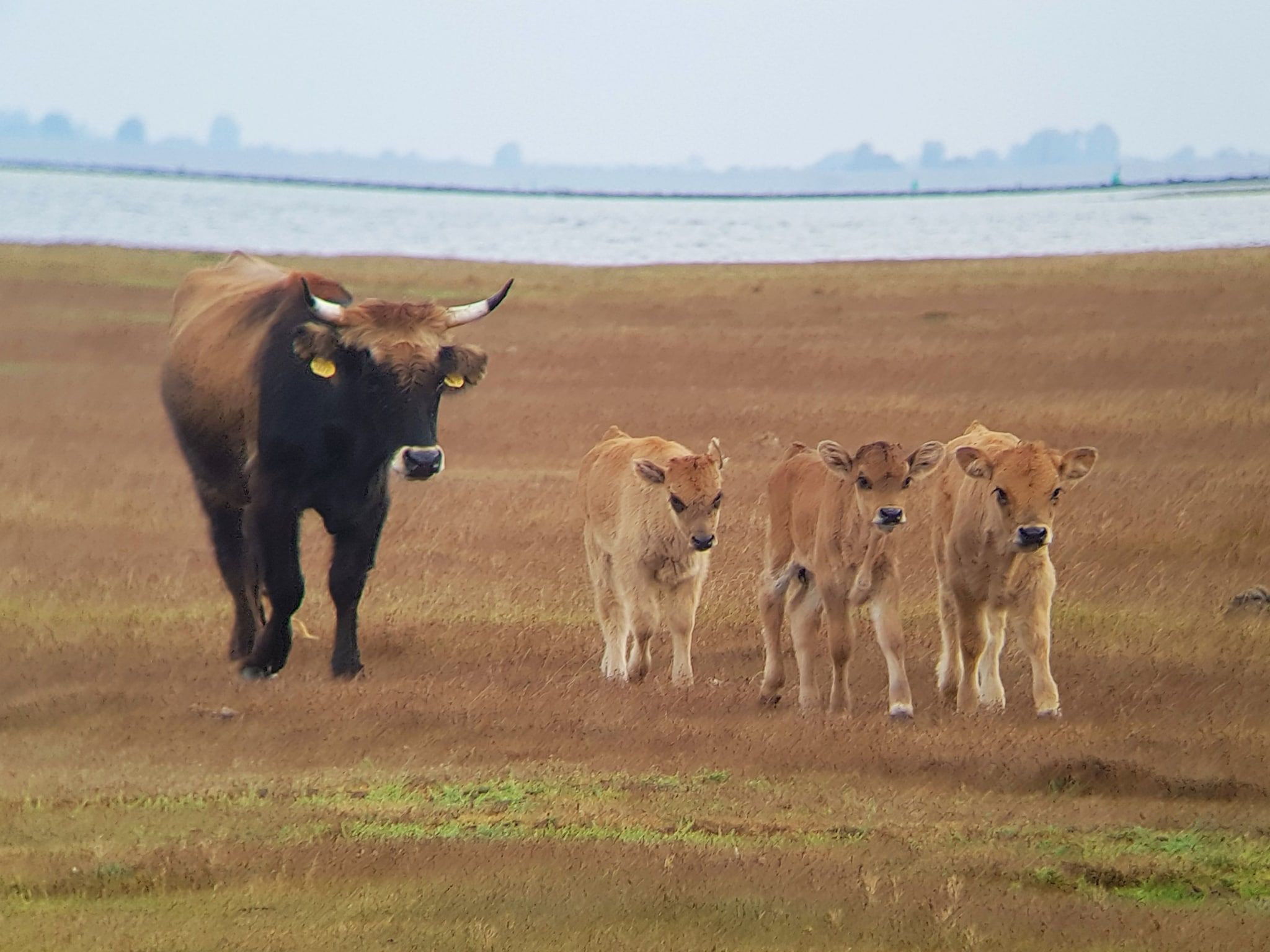 De omgeving van Vakantiepark Zeedijk 2 in Herkingen
