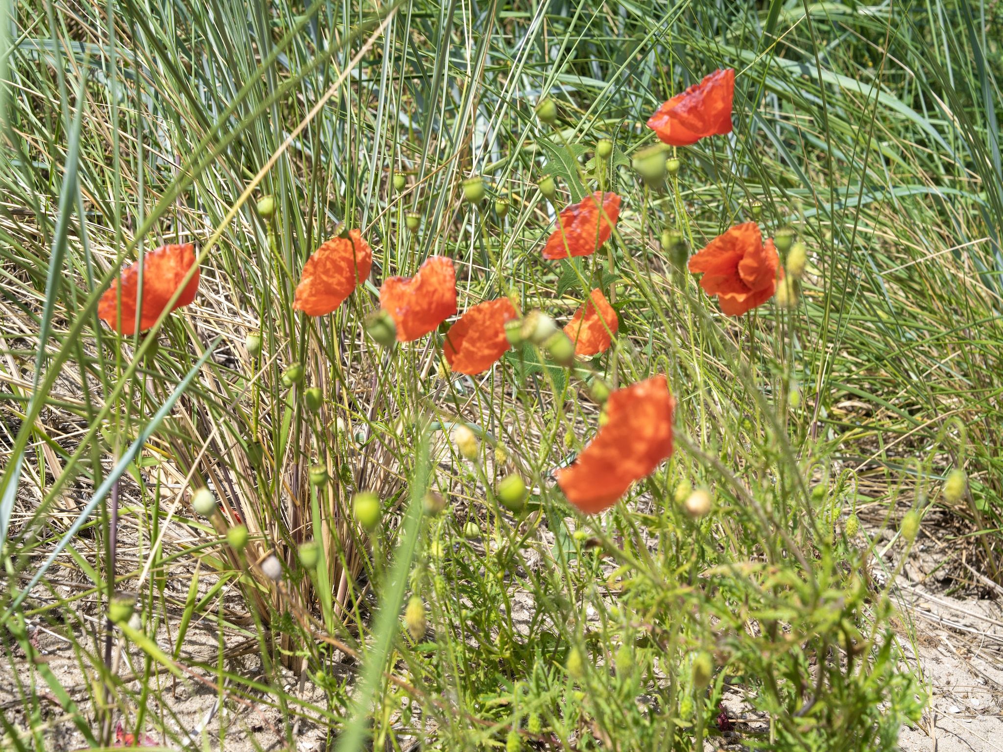 Sfeerbeeld van Duinvilla aan het Meer in Egmond aan den Hoef