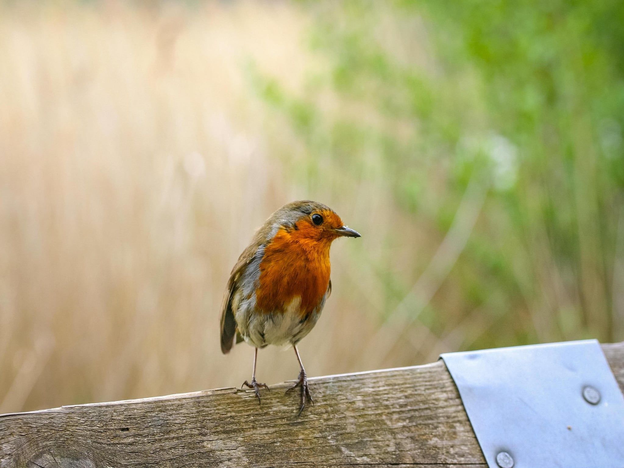 Sfeerbeeld van Eco Resort Grevelingenstrand in Ouddorp