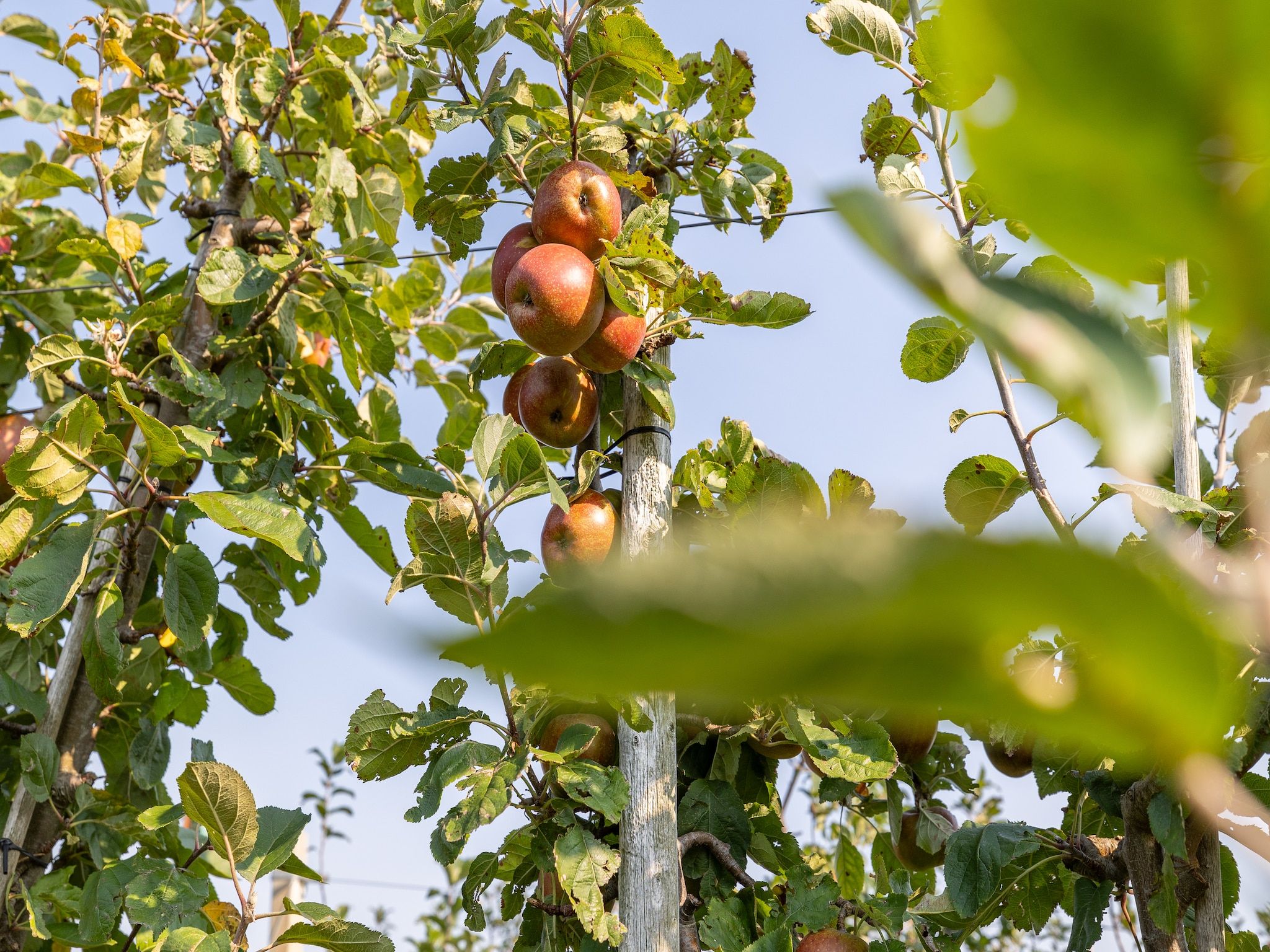 Sfeerbeeld van Vroondijk 2- duinappel en zonnebes in Vrouwenpolder