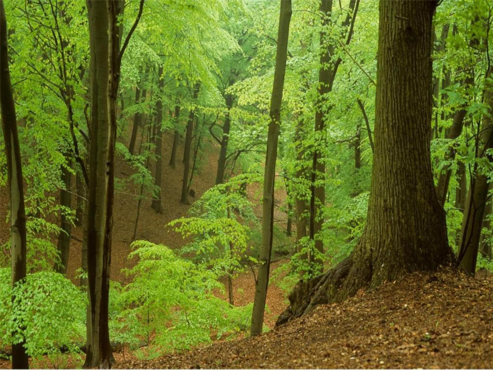 Strandpark Vlugtenburg 12 in 's-Gravenzande - Foto 27 van 37