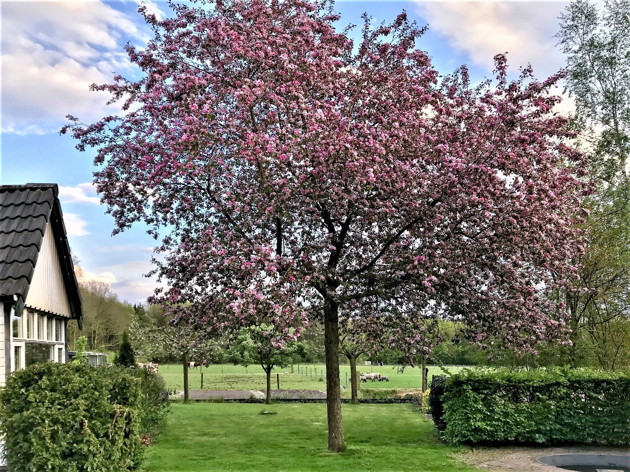 De tuin van Vakantie appartement De Stelling in Noordwolde