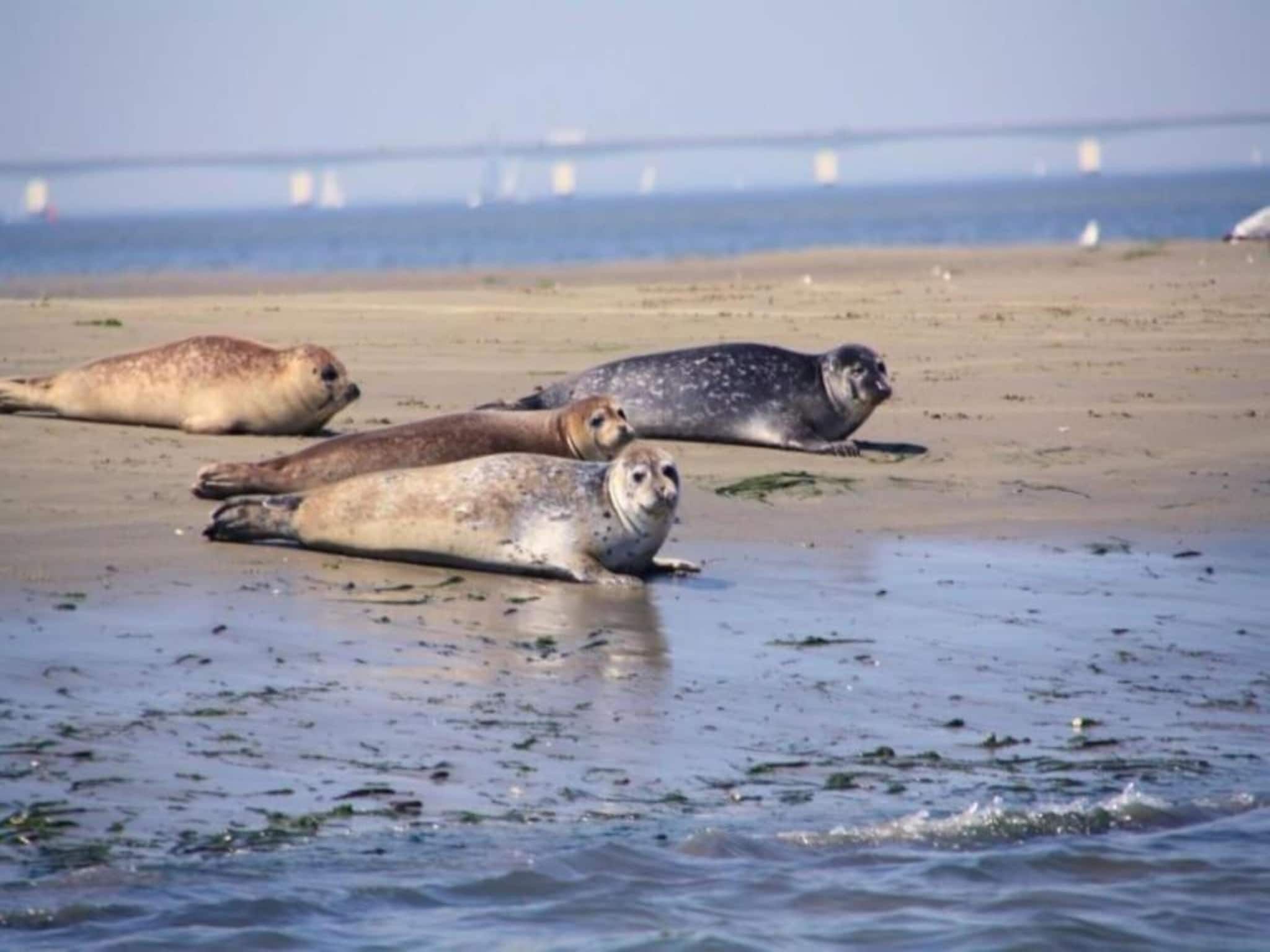 Resort Waterrijk Oesterdam 7 in Tholen - Foto 34 van 41