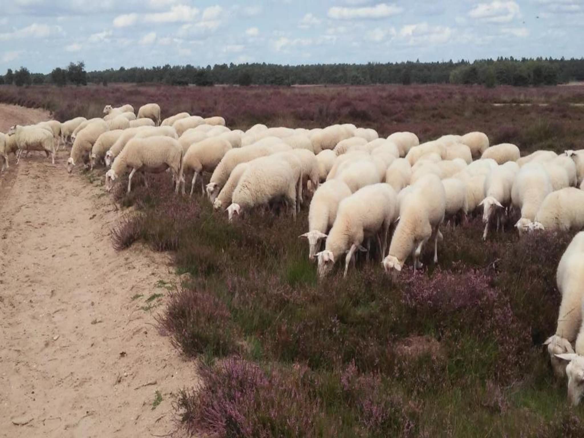 Landgoed De IJsvogel 9 in Voorthuizen - Foto 39 van 40
