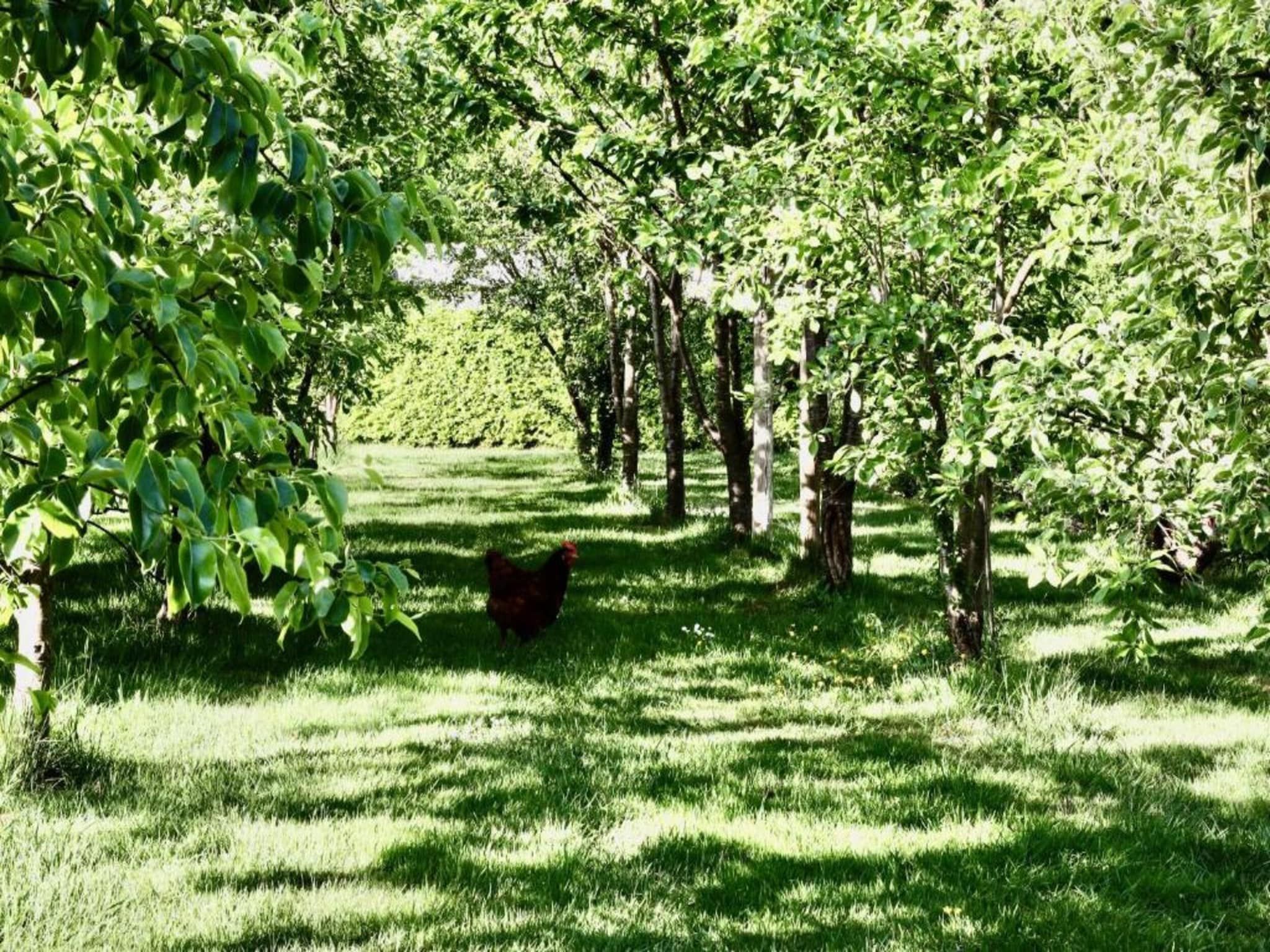 Vakantiepark De Lochemse Berg 1 in Lochem - Foto 37 van 40