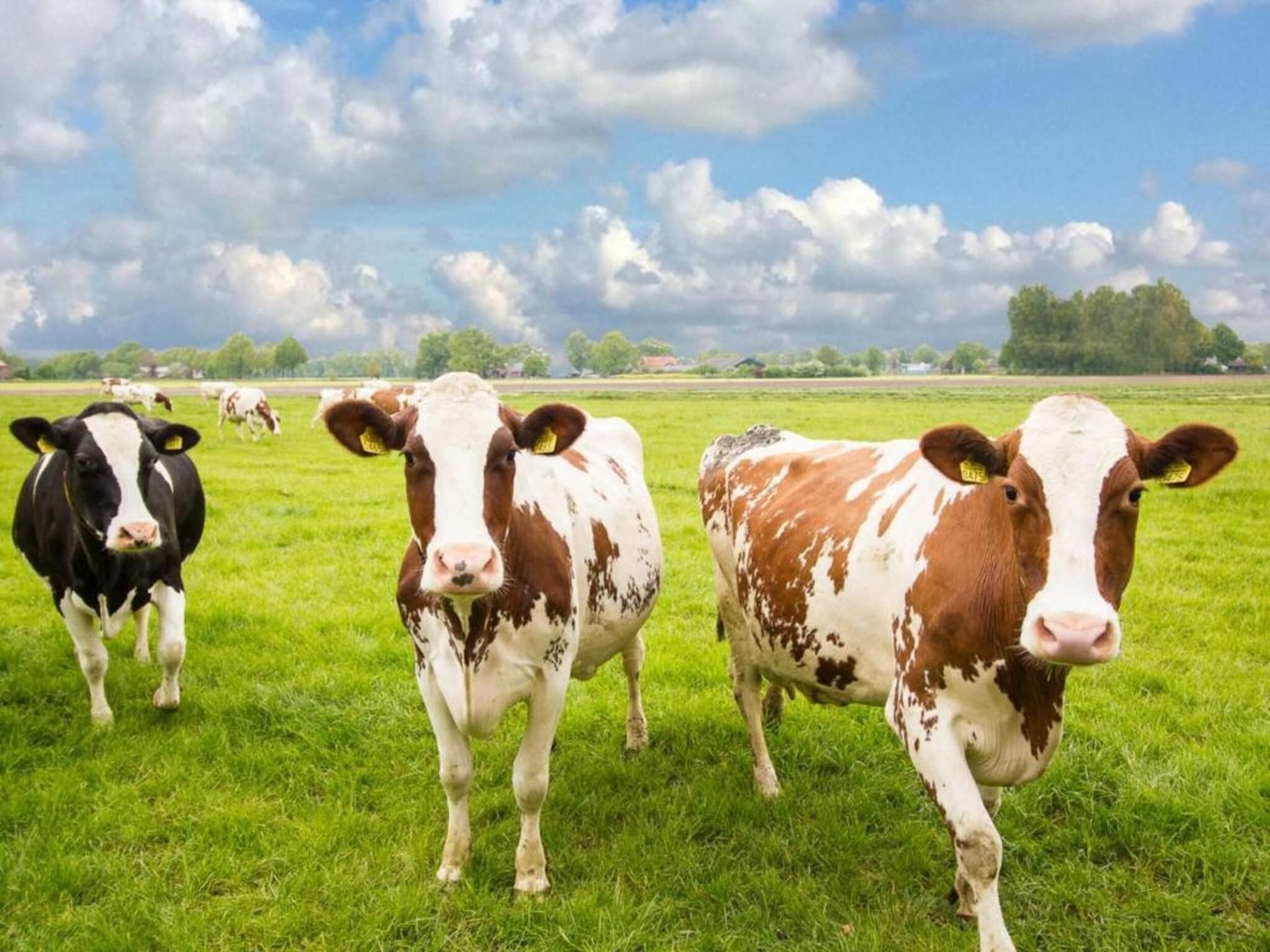 Finse Bungalow in Holten in Holten - Foto 38 van 40