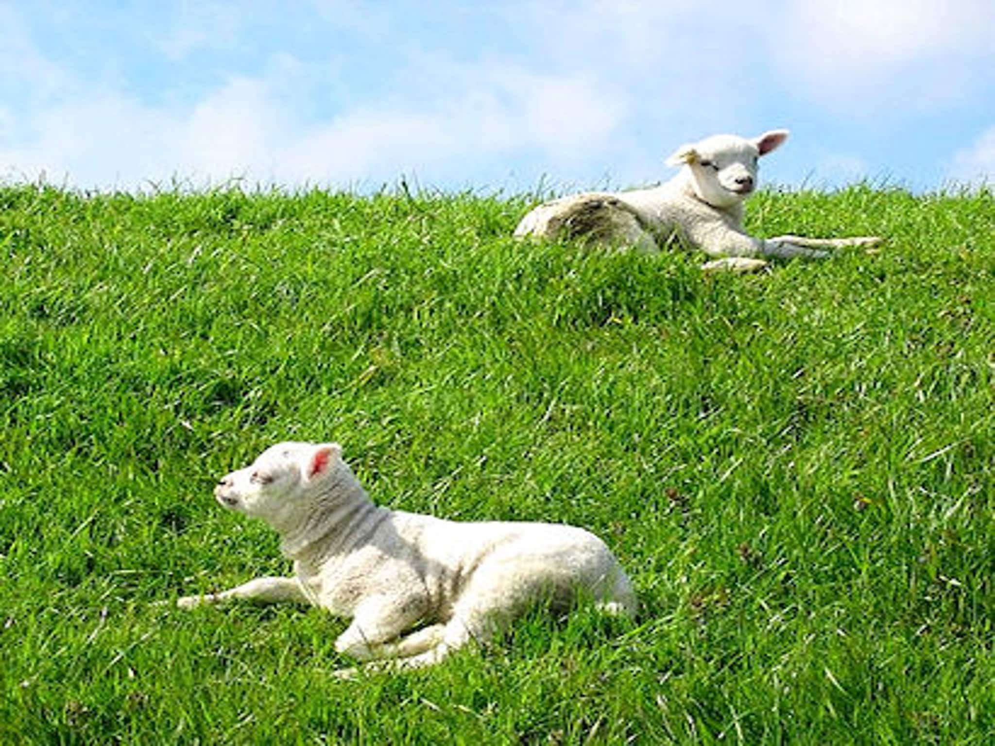 De omgeving van So What 19 in De Koog Texel