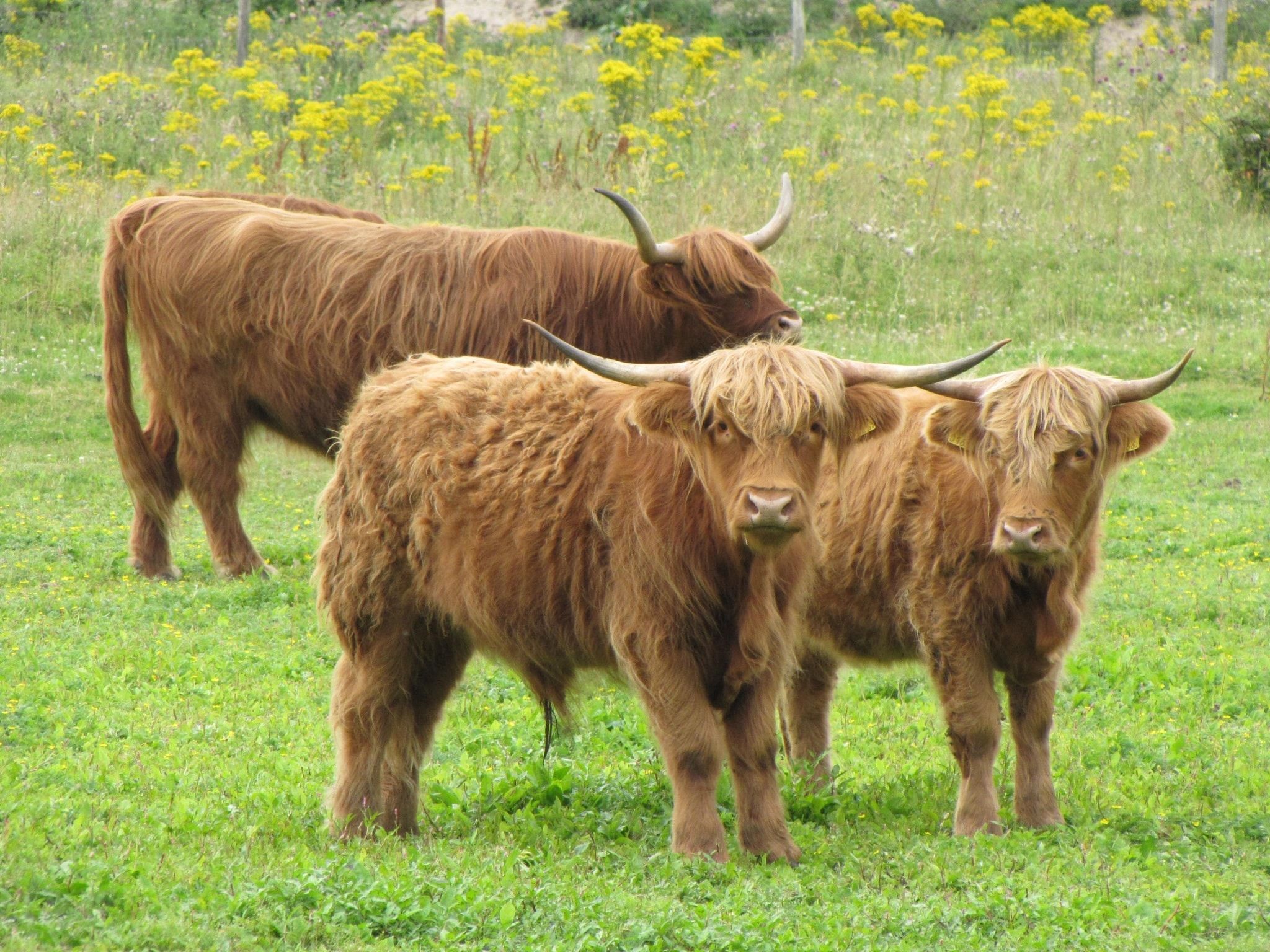 De omgeving van So What 19 in De Koog Texel