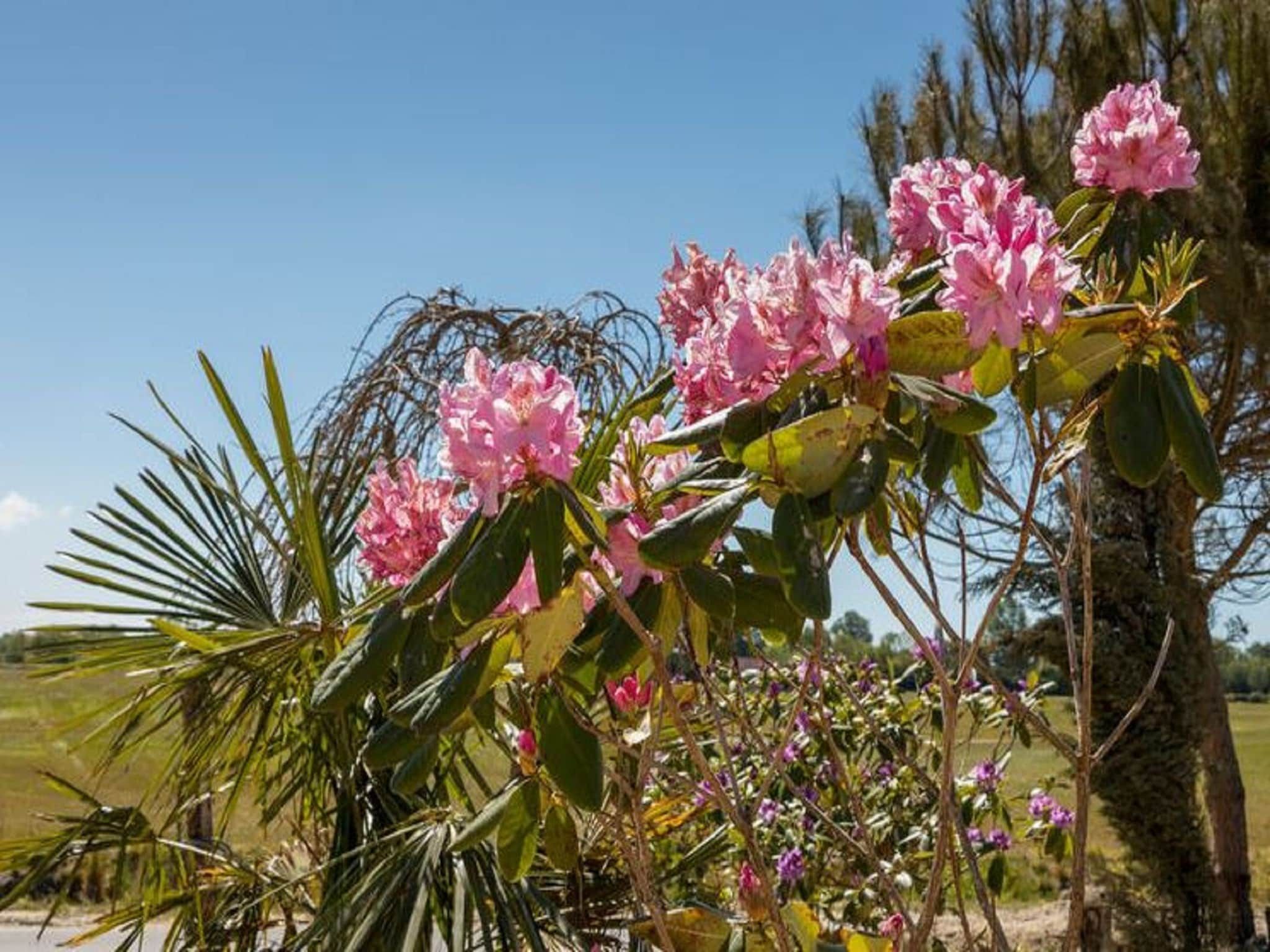 Sfeerbeeld van Fort den Haak - Chalet 1 t/m 10 huisdiervrij in Vrouwenpolder
