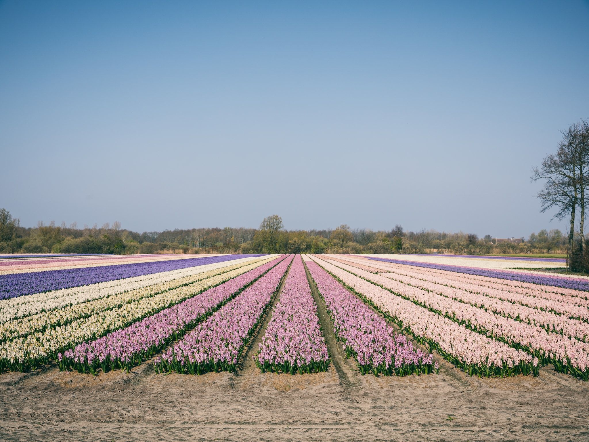 Duinresort Dunimar 2 in Noordwijkerhout - Foto 23 van 41