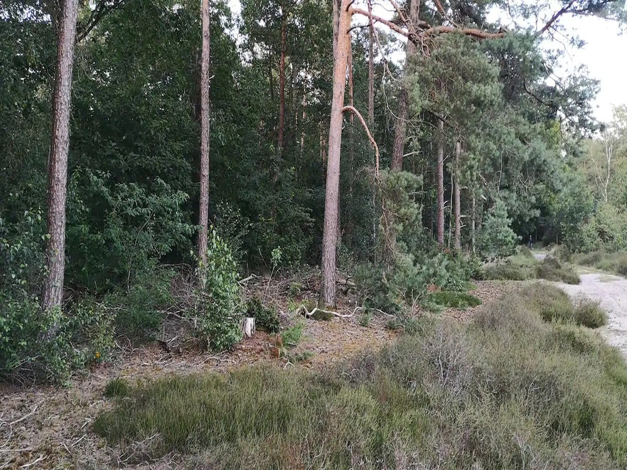 De omgeving van Huisje 84 in Stegeren