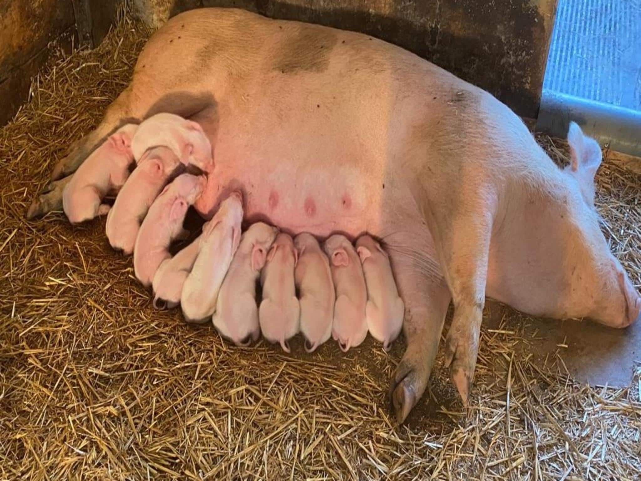 Voorzieningen bij Welskerveen 5 in De Heurne