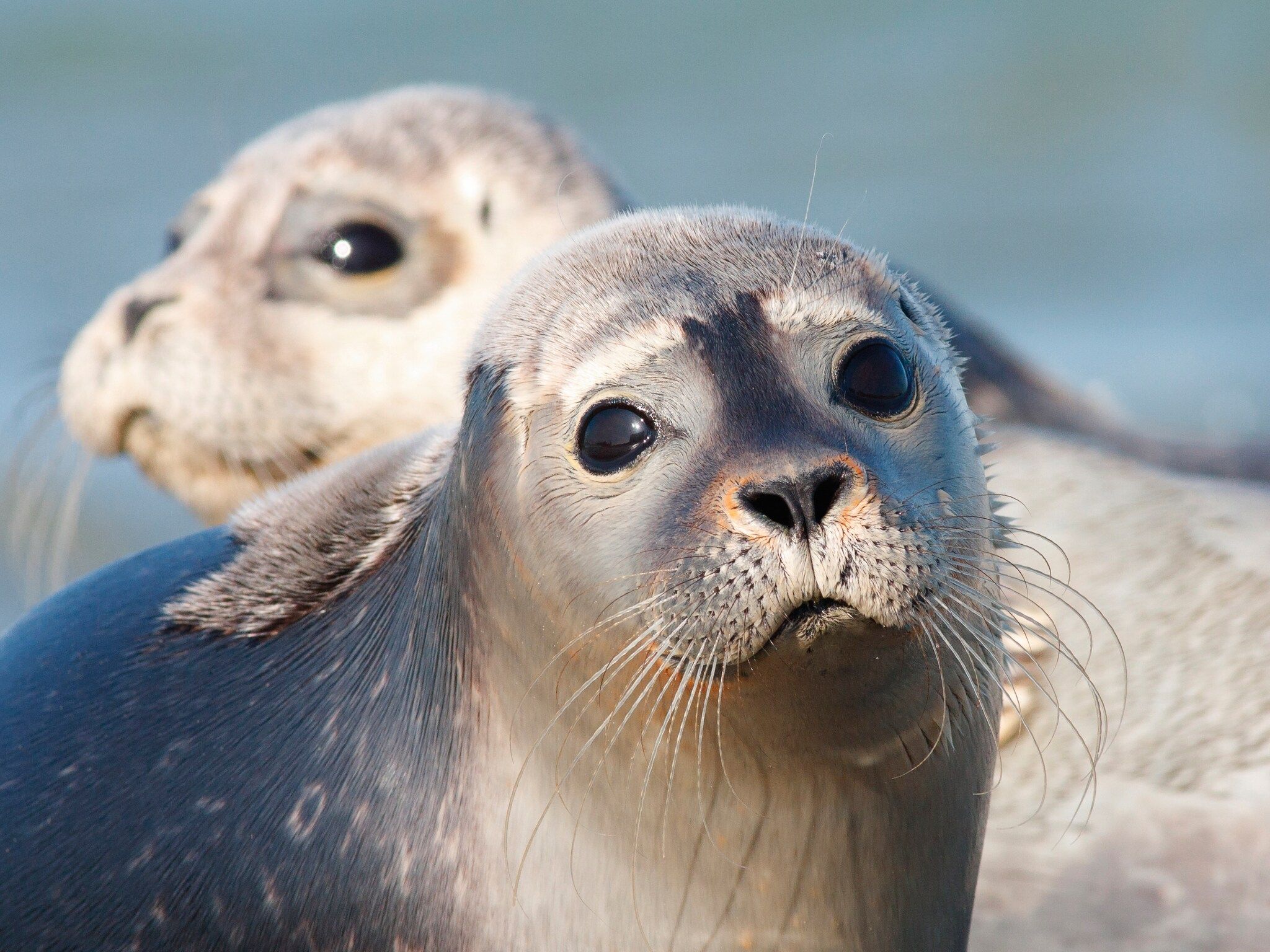 De omgeving van Vakantiepark Emslandermeer 8 in Vlagtwedde