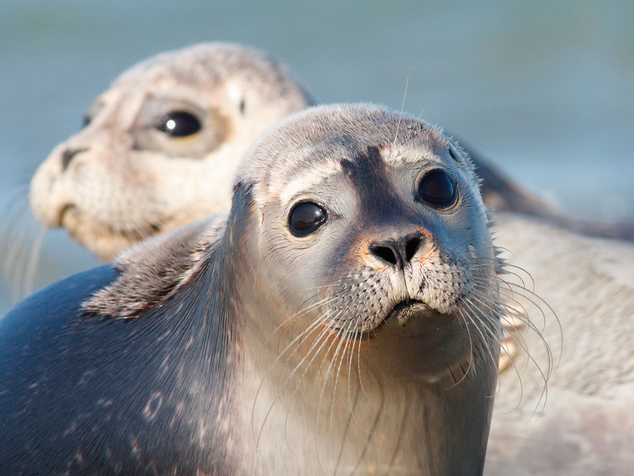 De omgeving van Vakantiepark Emslandermeer 11 in Vlagtwedde