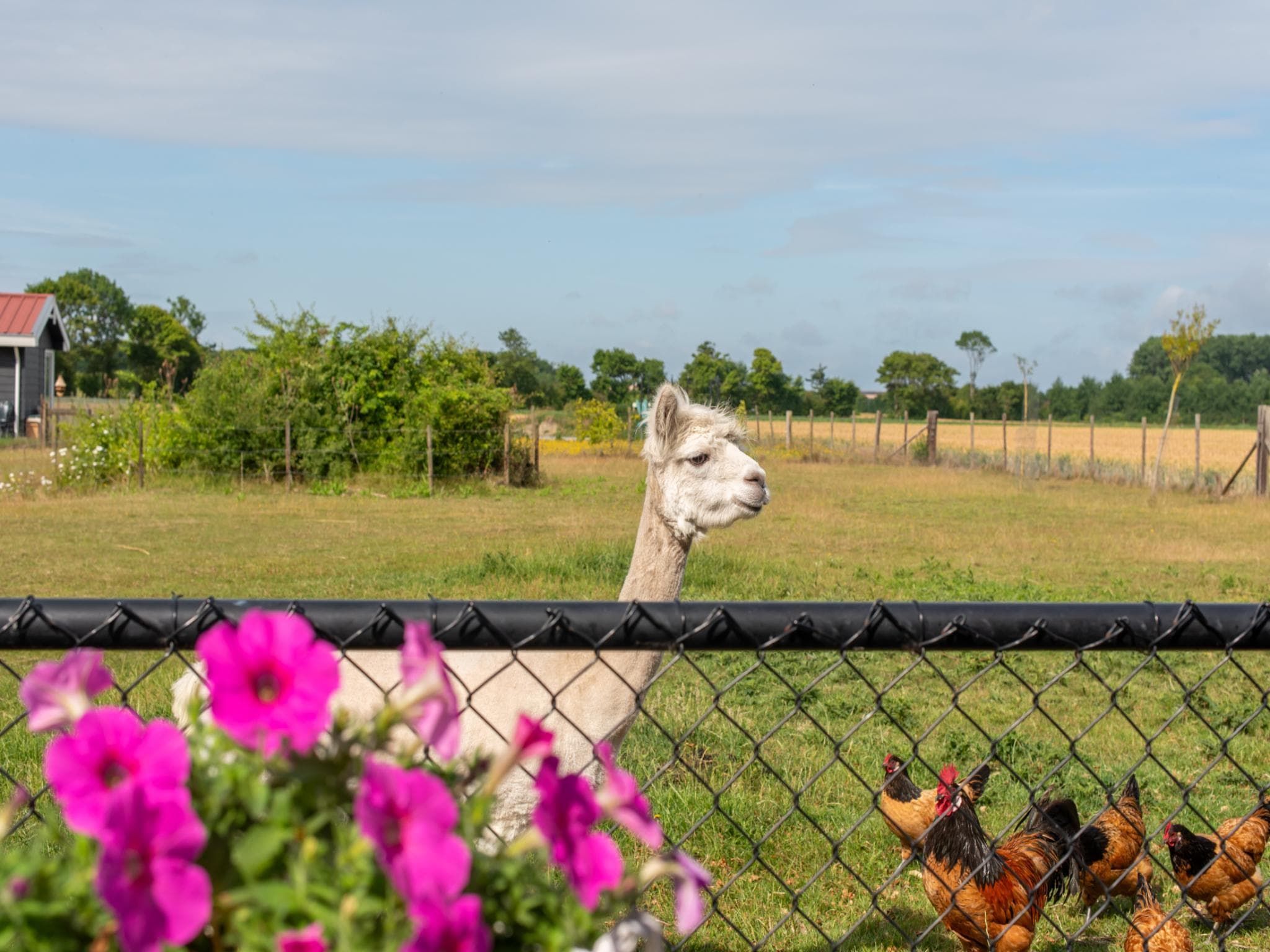 Het uitzicht vanaf Vakantiehuis Groeneweg 3 'Jikkemien in Koudekerke