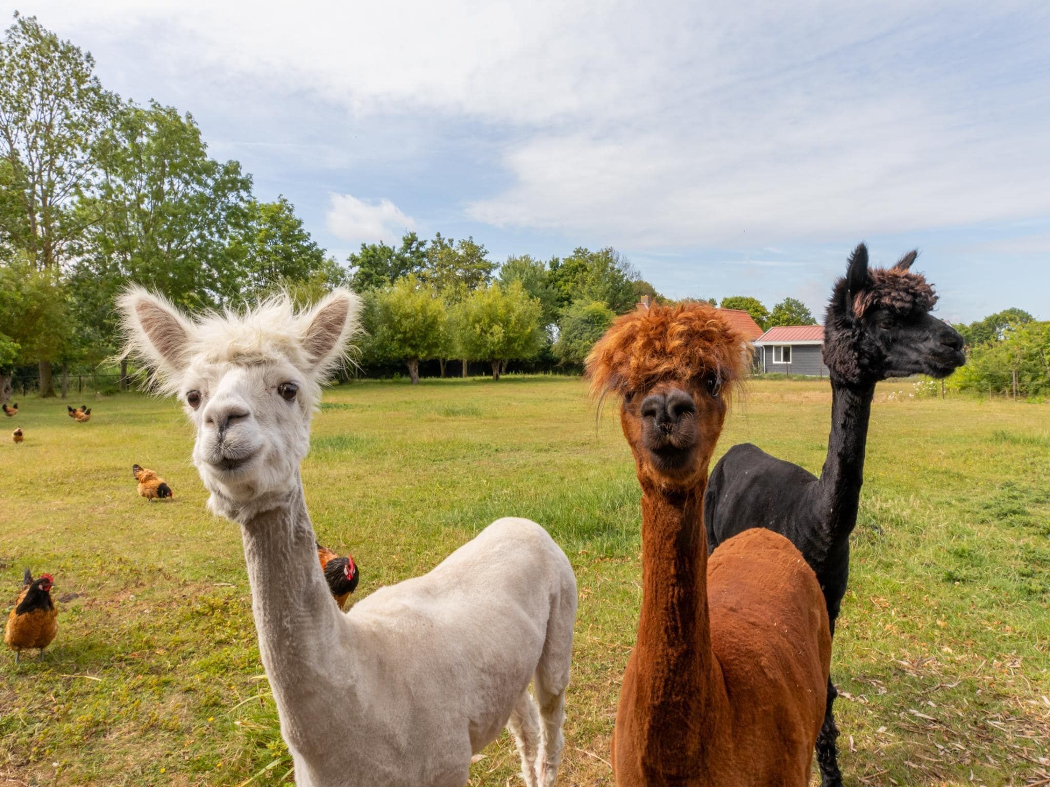 Sfeerbeeld van Vakantiehuis Groeneweg 3 'Jikkemien in Koudekerke