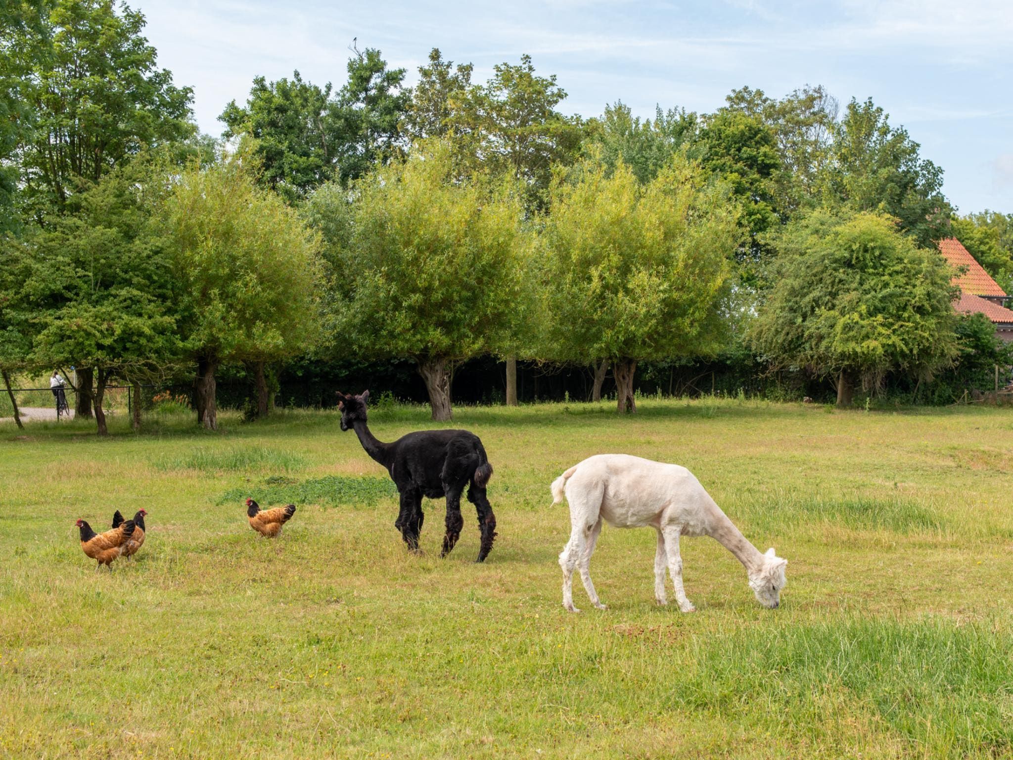 Sfeerbeeld van Vakantiehuis Groeneweg 3 'Jikkemien in Koudekerke