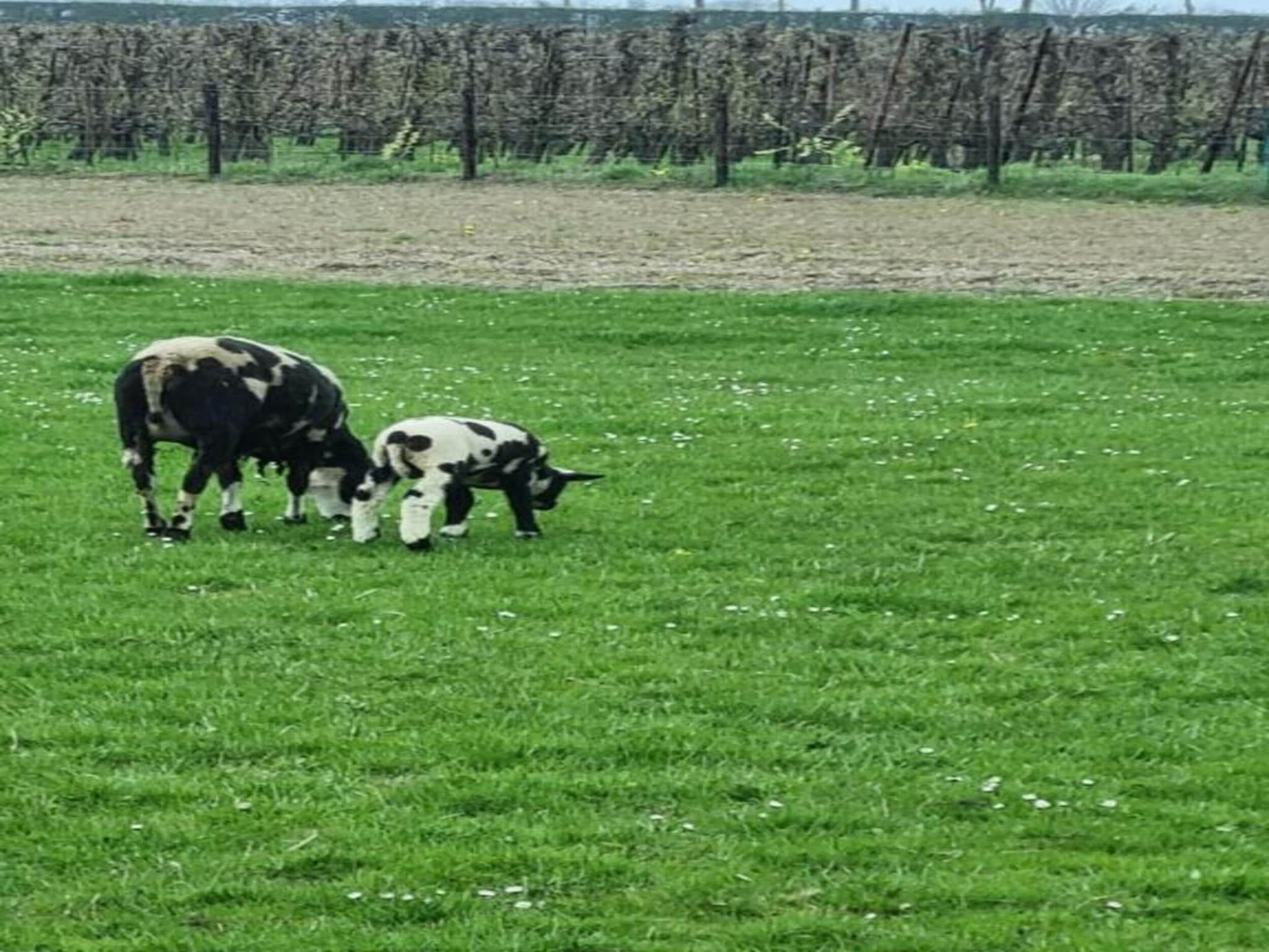 Park Wijdenes 2 in Wijdenes - Foto 33 van 40