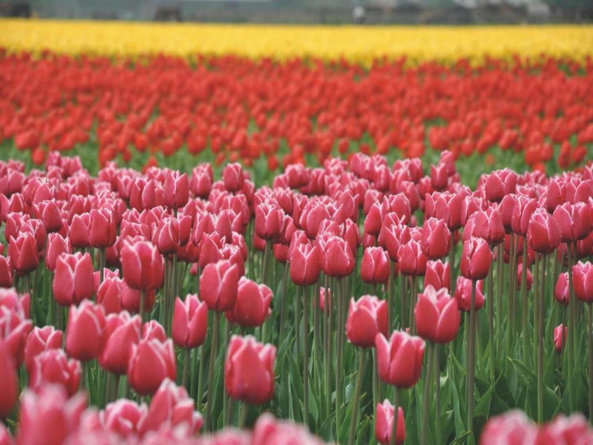 Residentie de Graaf van Egmont 10 in Egmond aan zee - Foto 36 van 40