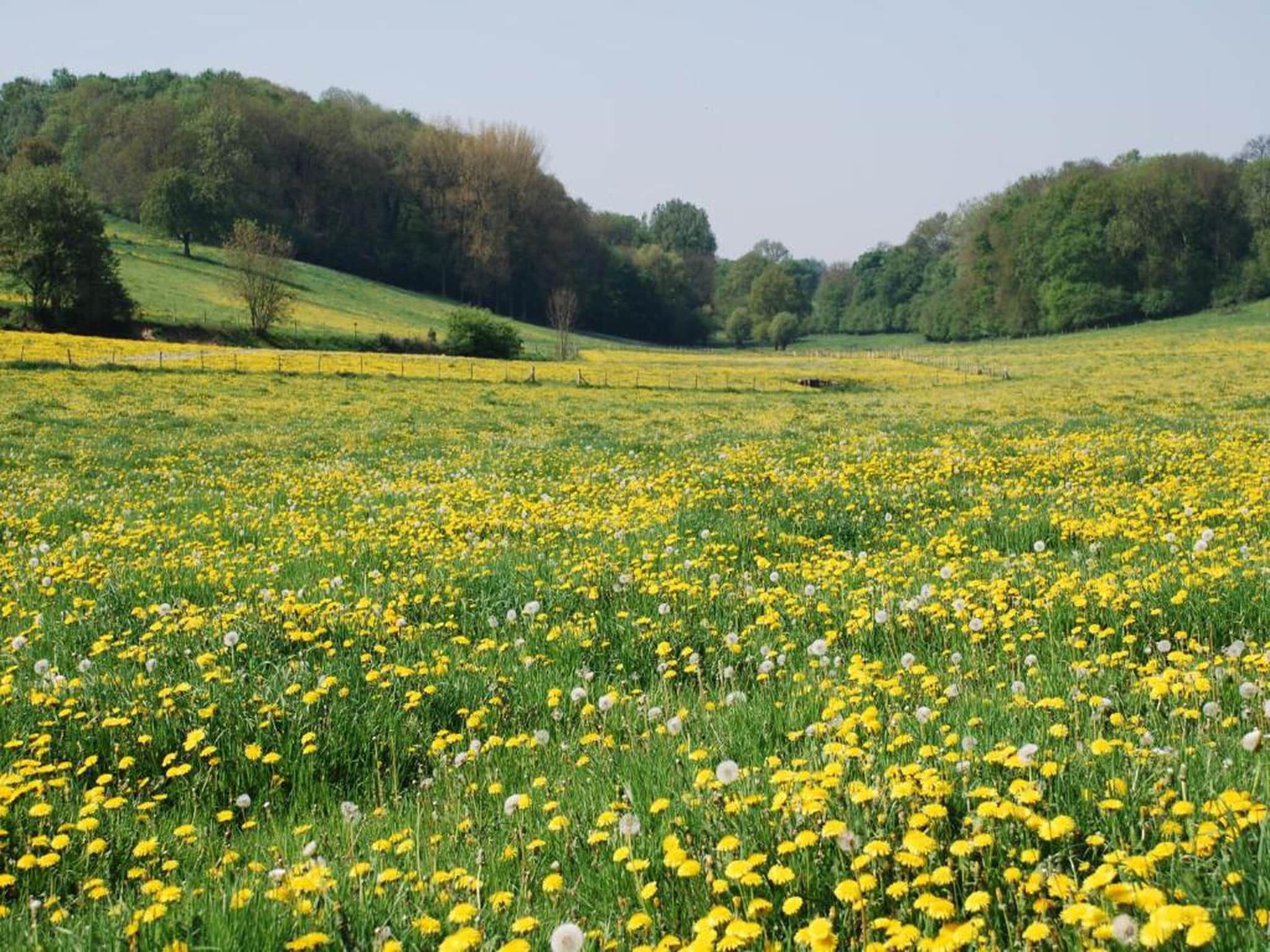 Resort Gulpen 9 in Gulpen - Foto 23 van 40