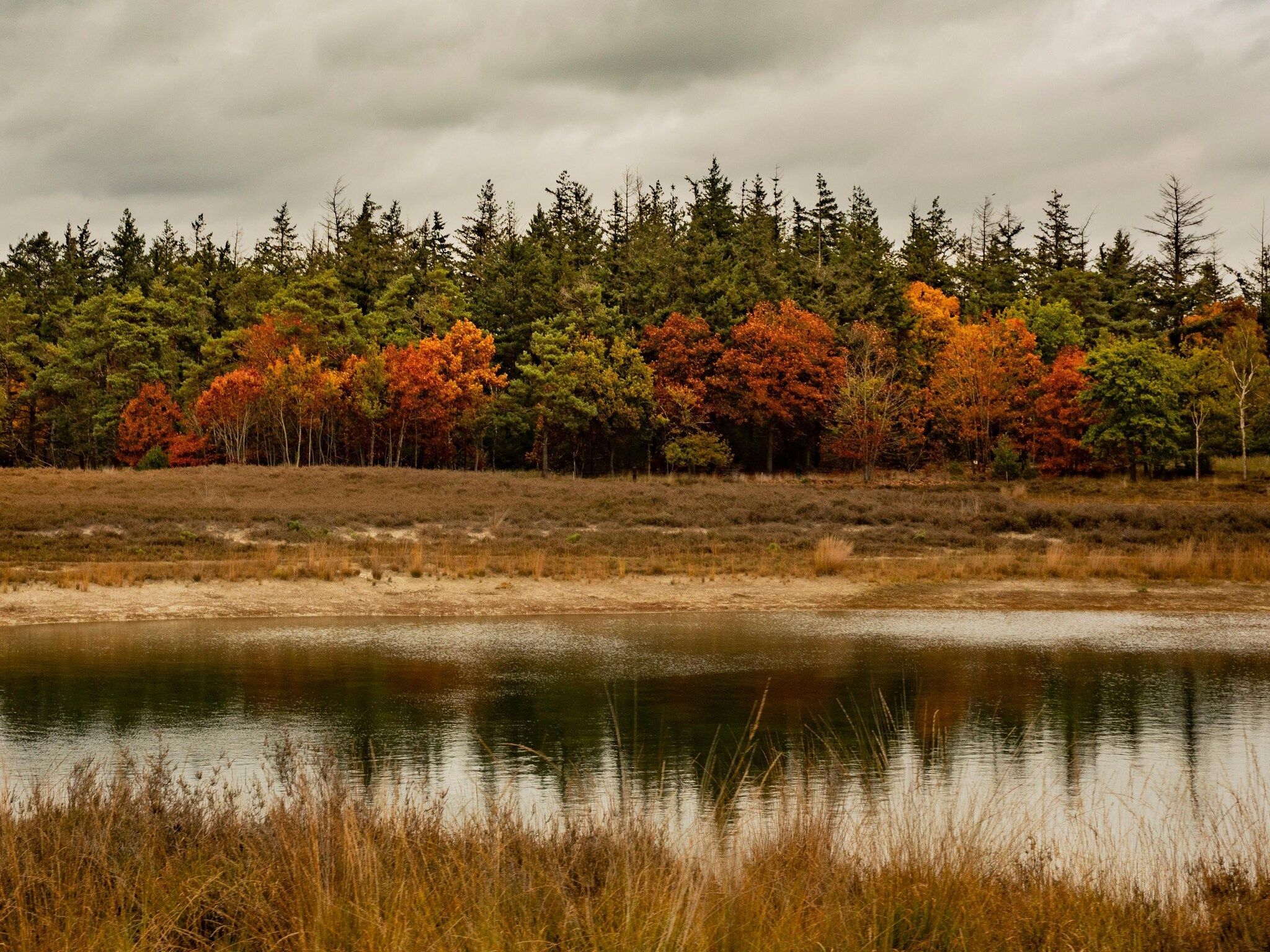 De omgeving van Vakantiepark De Heihorsten 1 in Someren