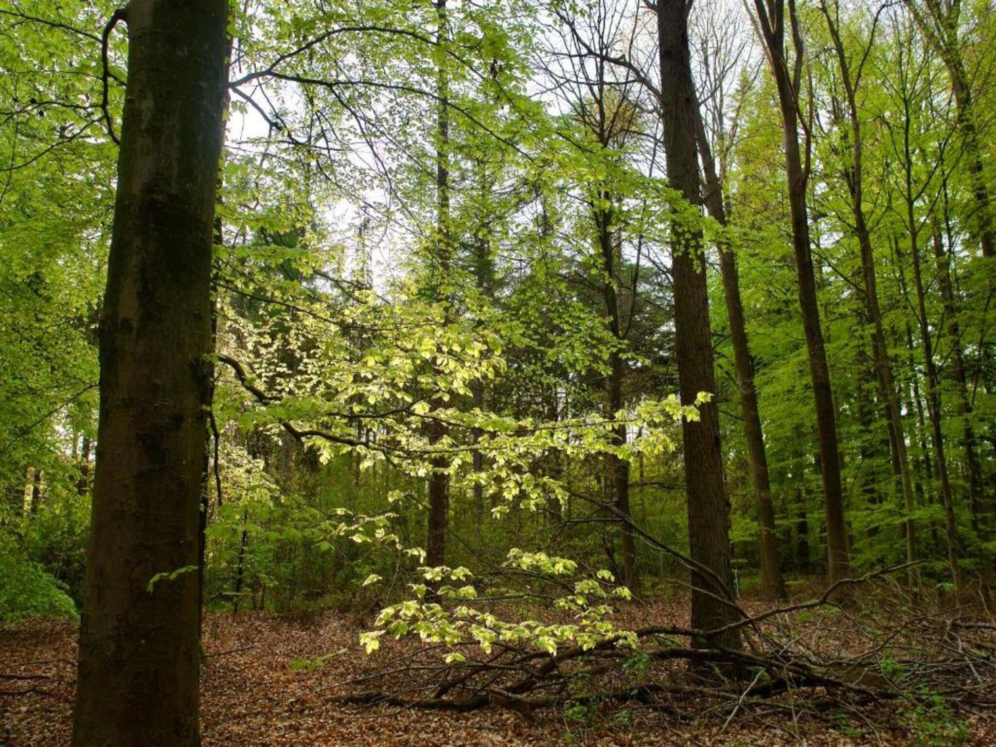Knus chalet in Friesland met hottub in Suwald - Foto 32 van 40