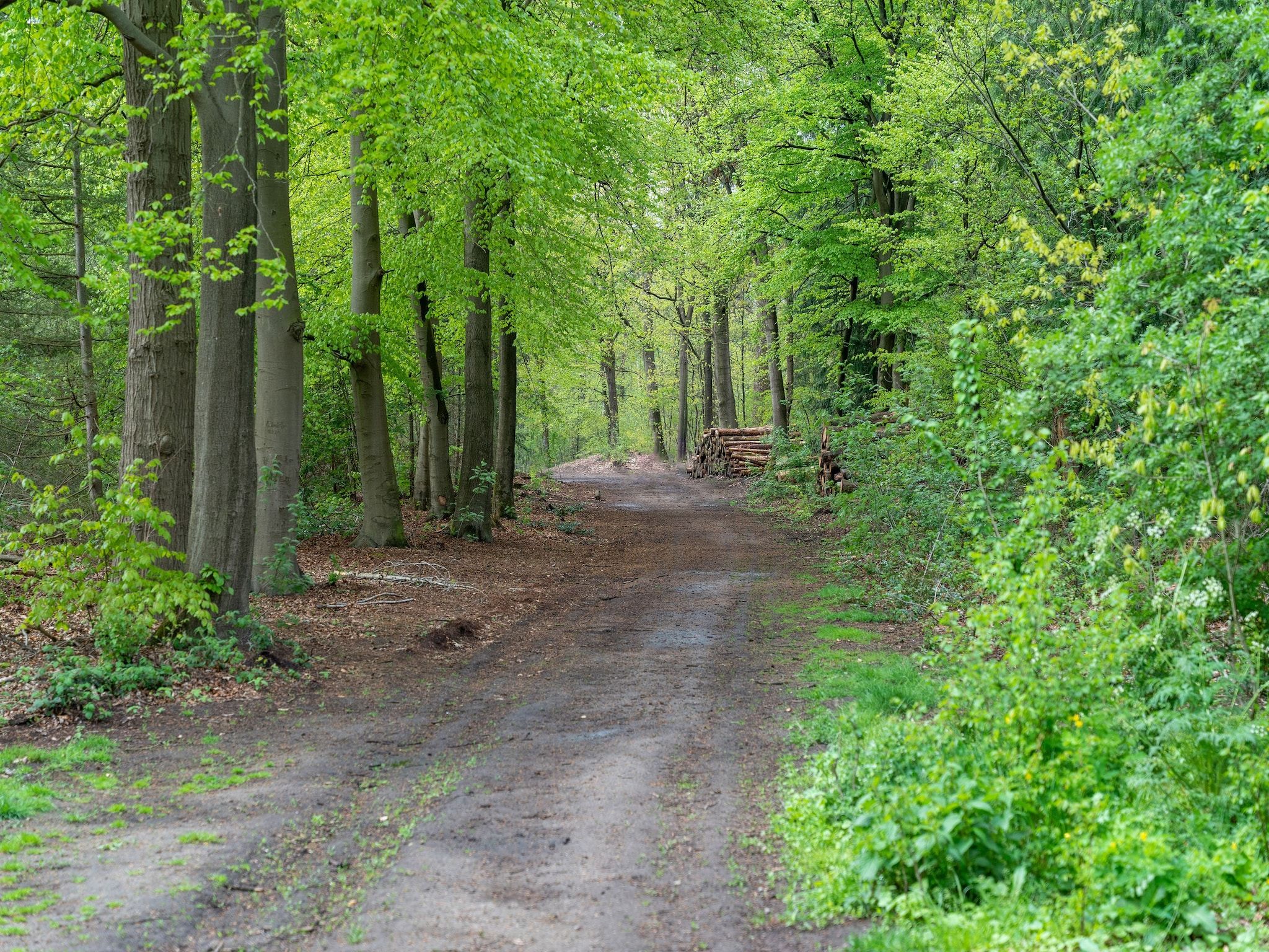 De omgeving van Chalet Kieftveen Voorthuizen 6 pax in Voorthuizen